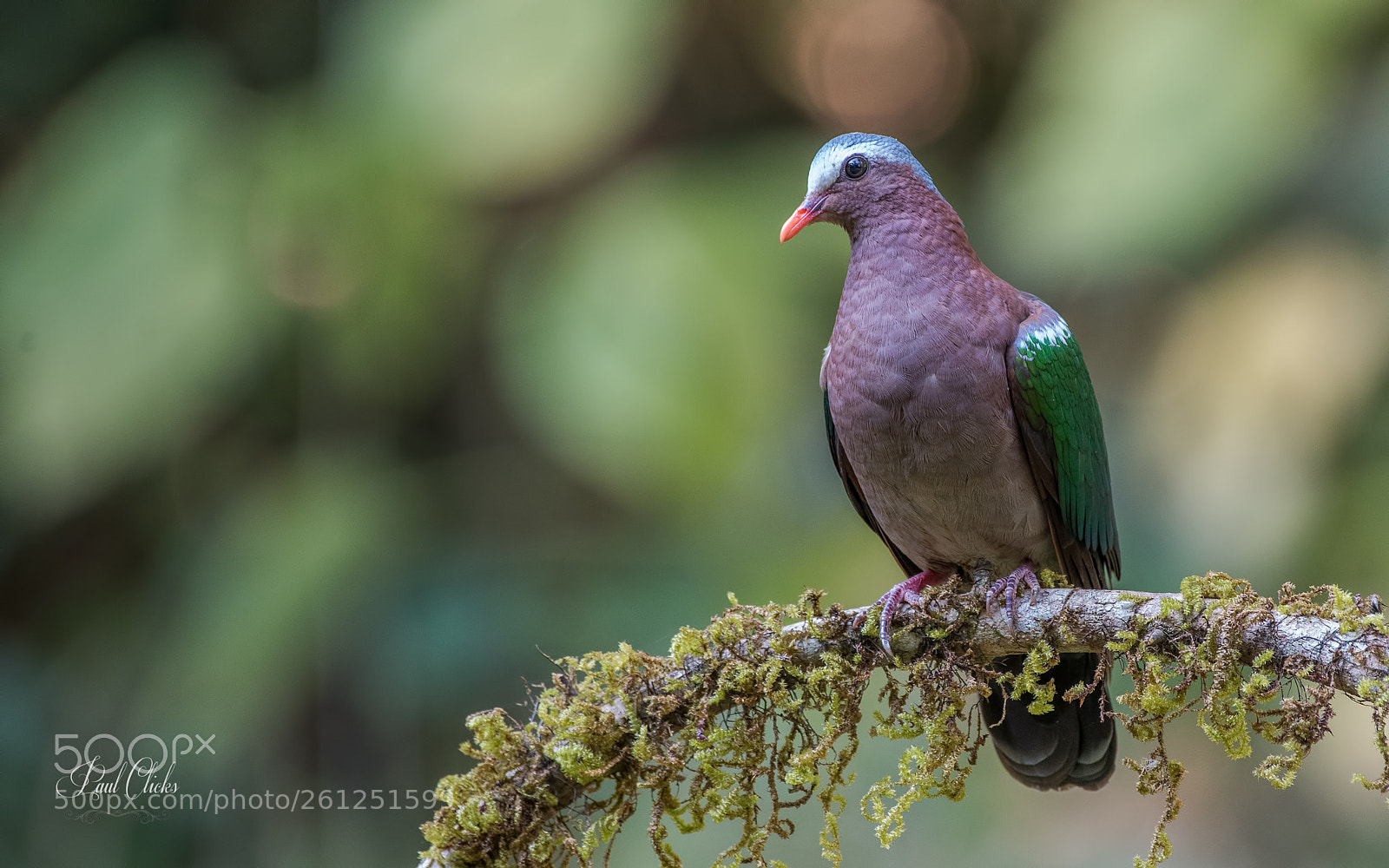 Nikon D810 sample photo. Emrald dove photography