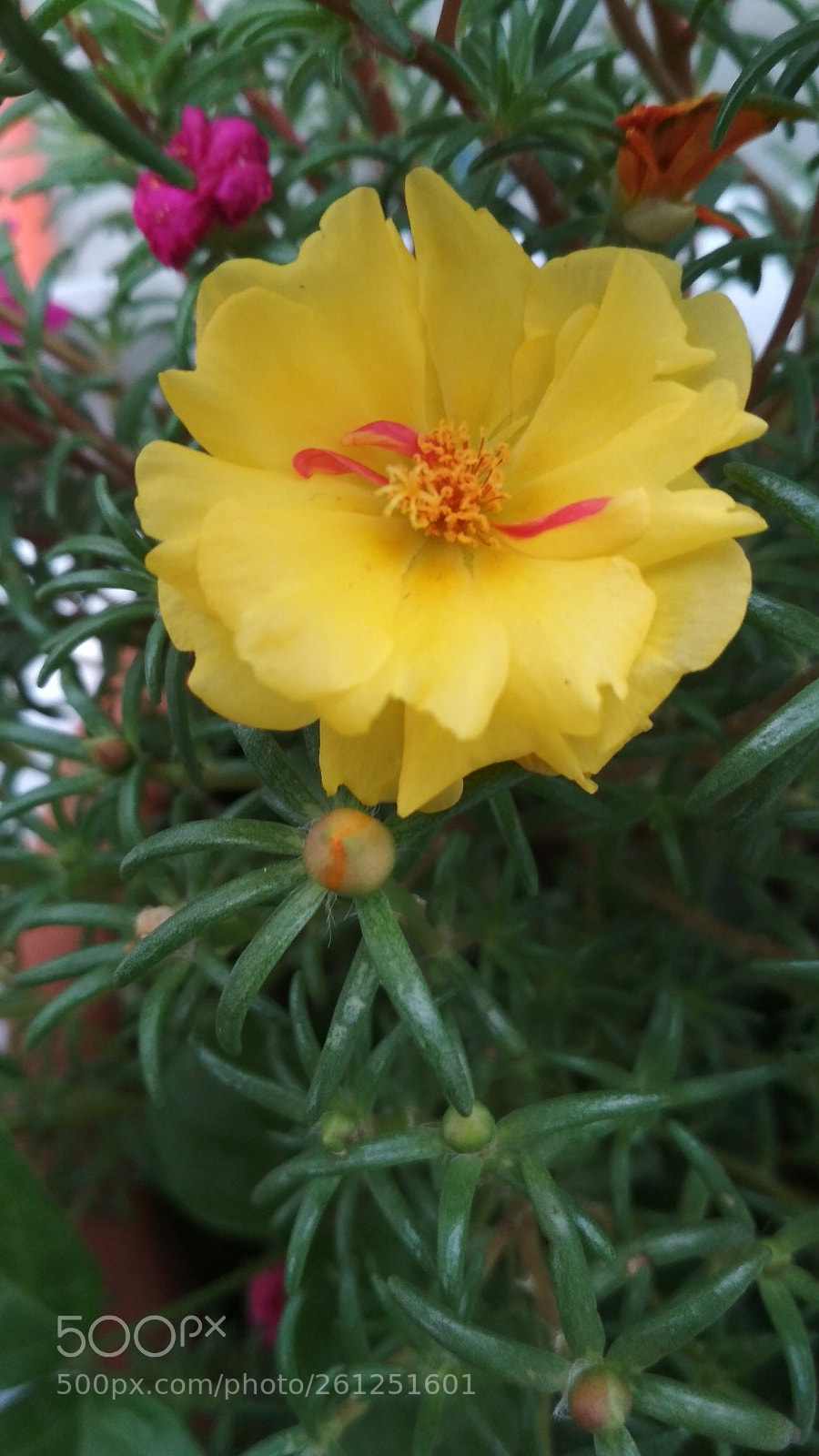 Xiaomi Redmi 4X sample photo. Power of yellow photography