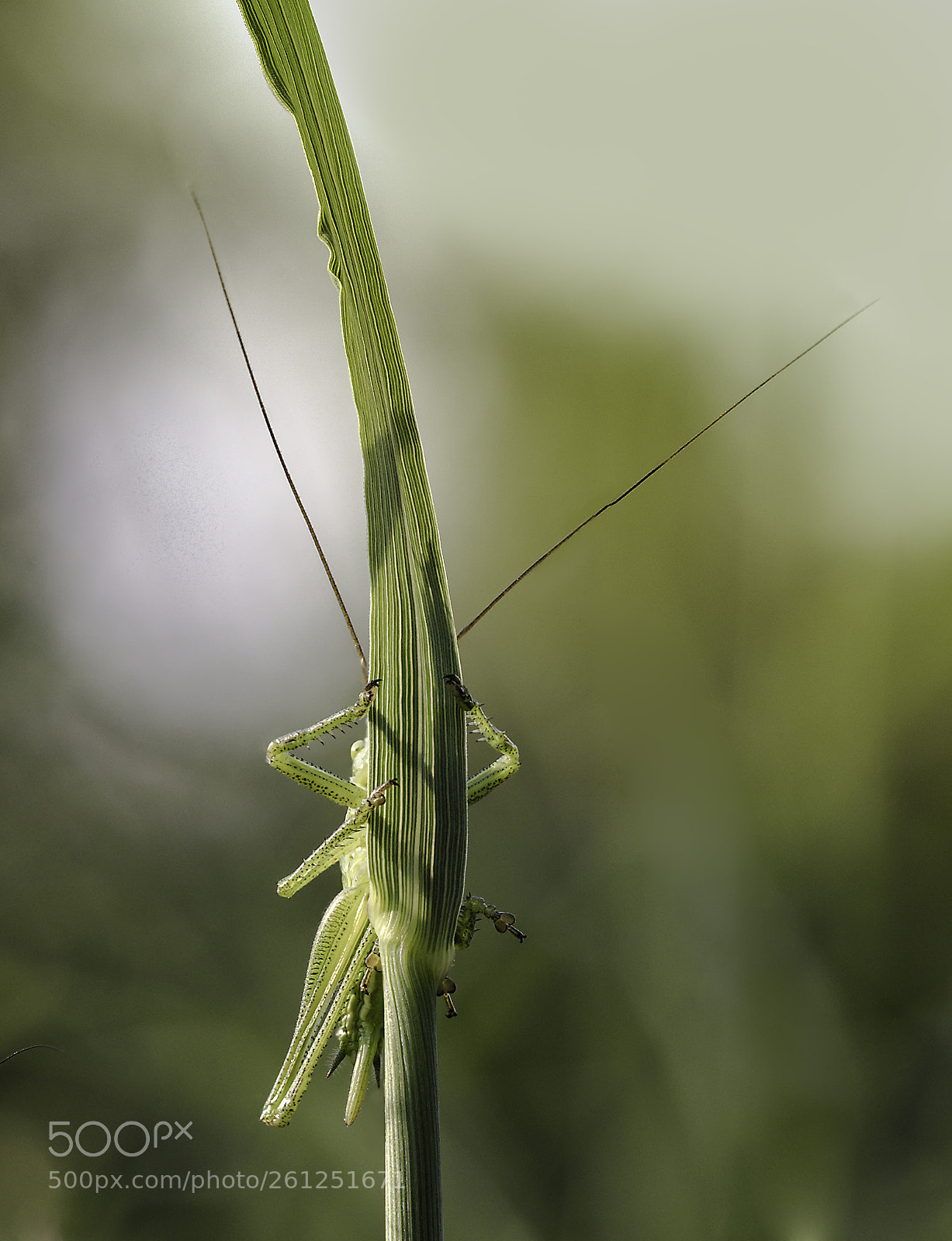 Olympus OM-D E-M1 Mark II sample photo. Jumper photography