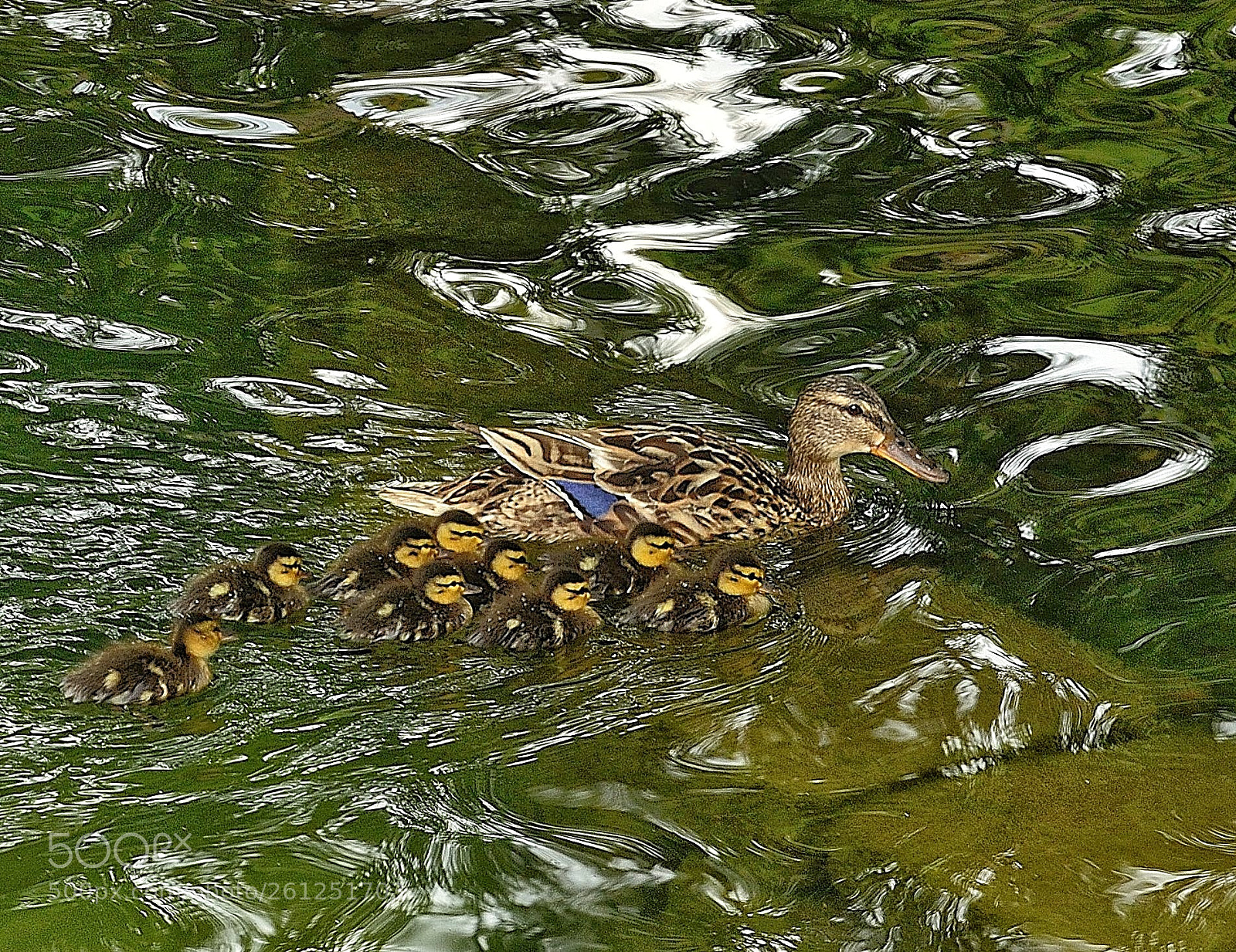 Nikon D3100 sample photo. Untitled photography