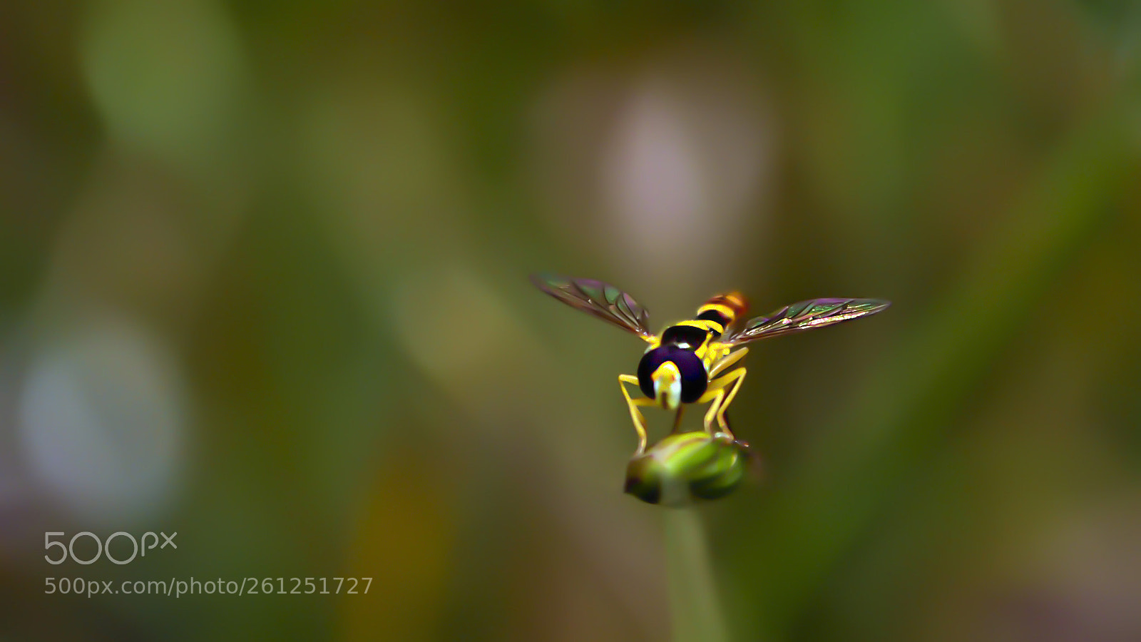 Nikon D3100 sample photo. Wasp flie photography