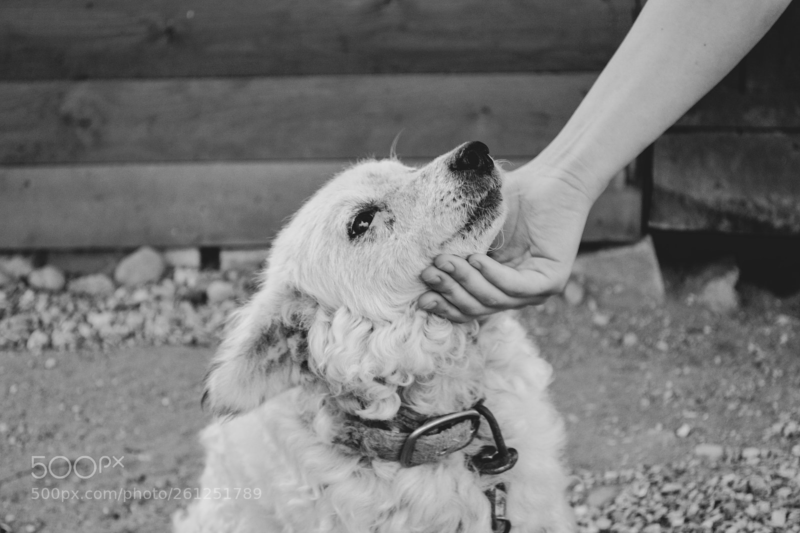 Nikon D3100 sample photo. Cute white dog petting photography