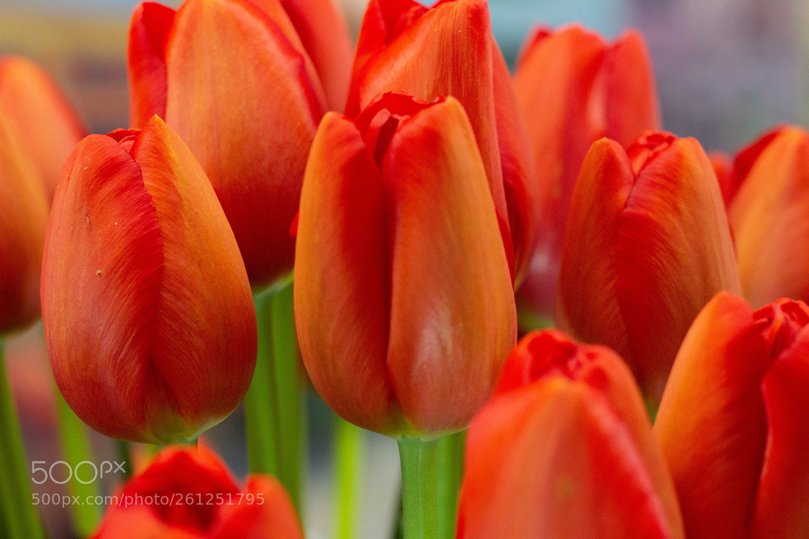 Canon EOS 600D (Rebel EOS T3i / EOS Kiss X5) sample photo. Orange tulips photography