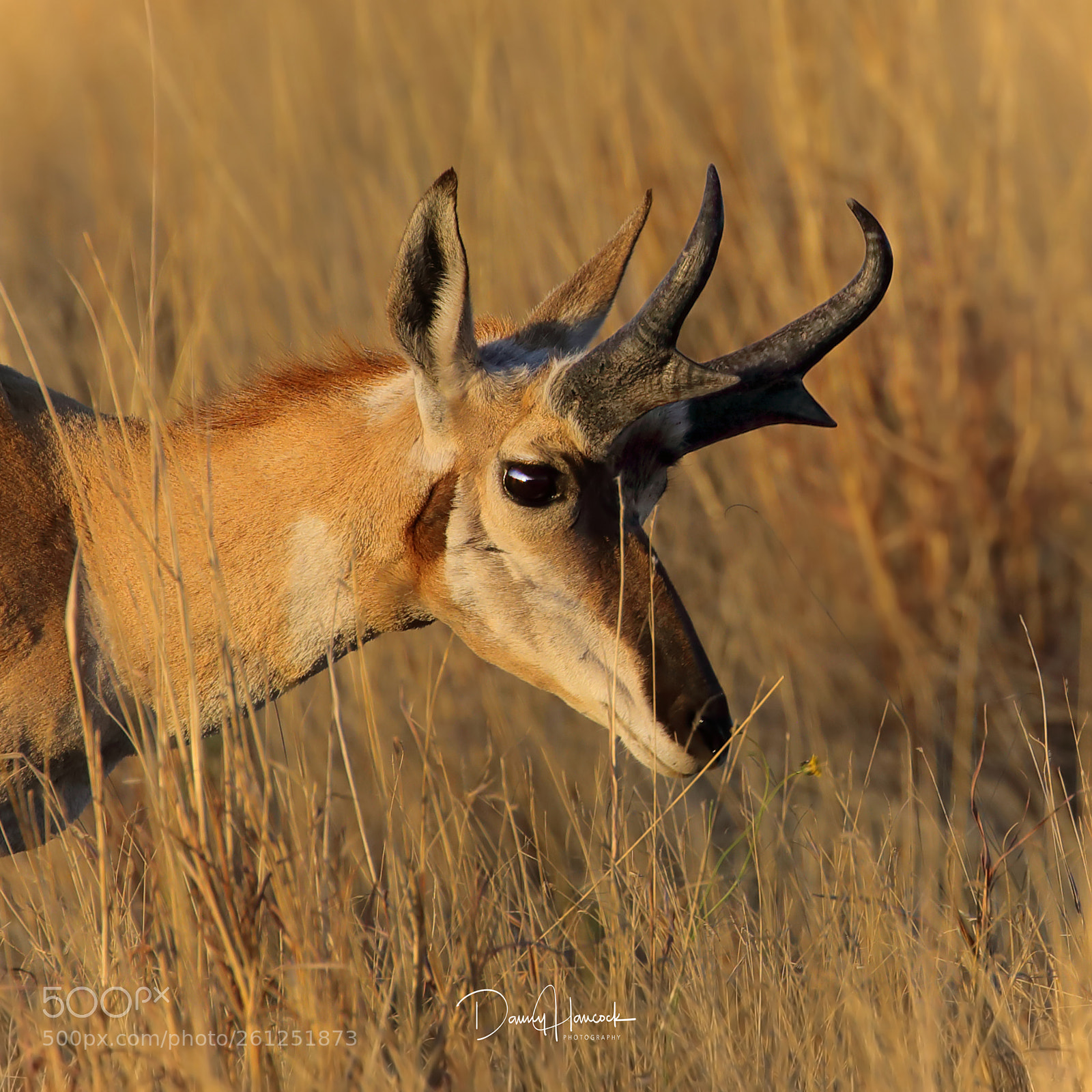 Canon EOS 5D Mark IV sample photo. Pronghorn grazing photography