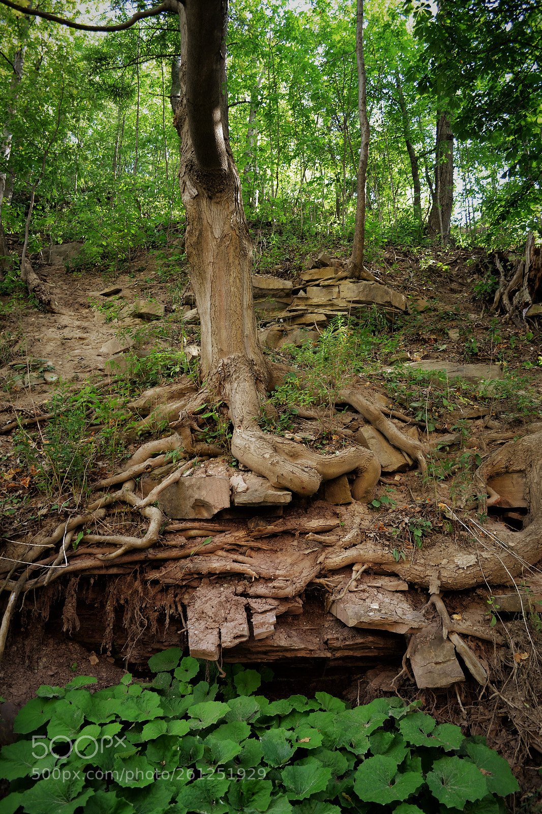 Nikon D3100 sample photo. Naked tree photography