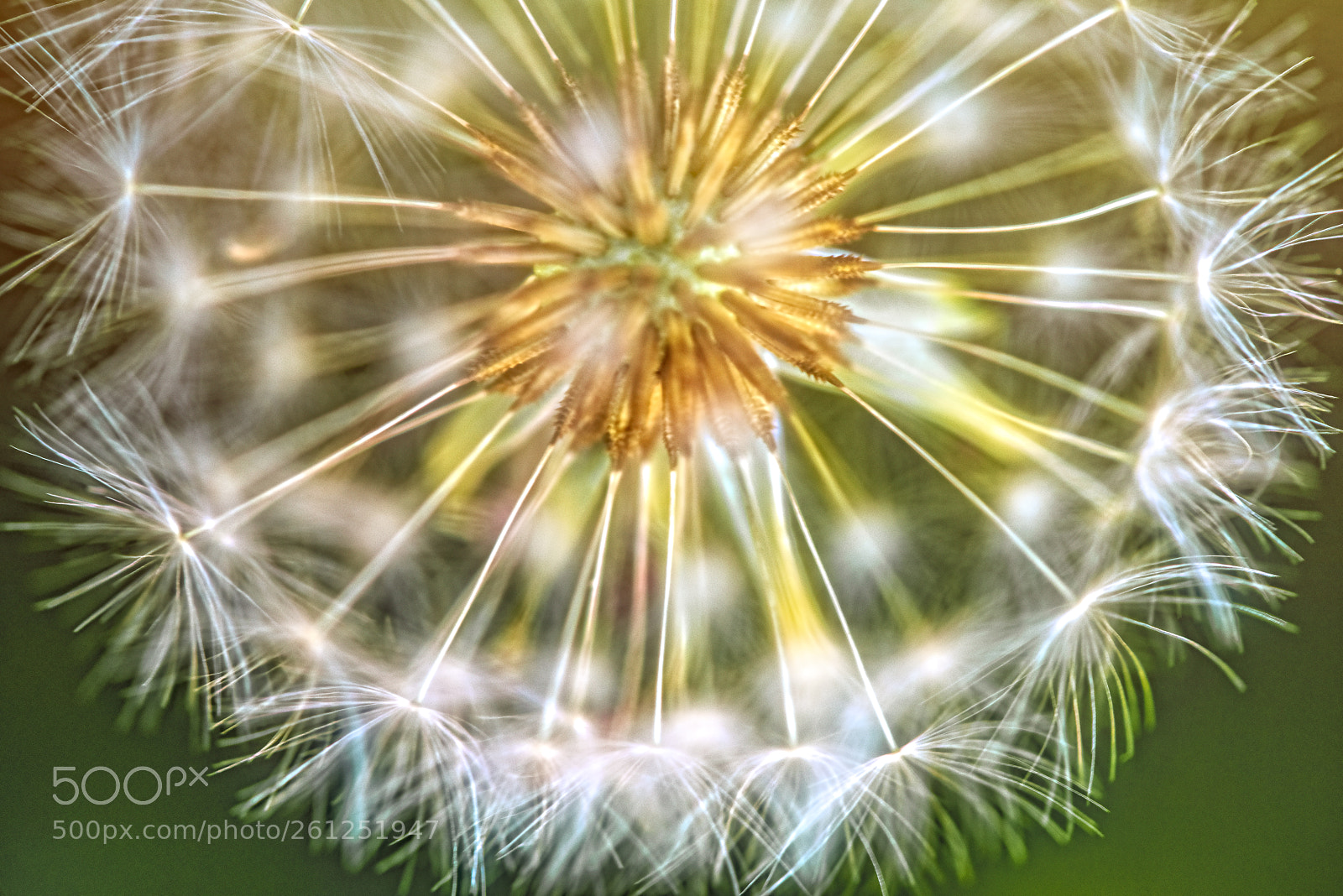 Nikon D800 sample photo. Dandy and the lion photography