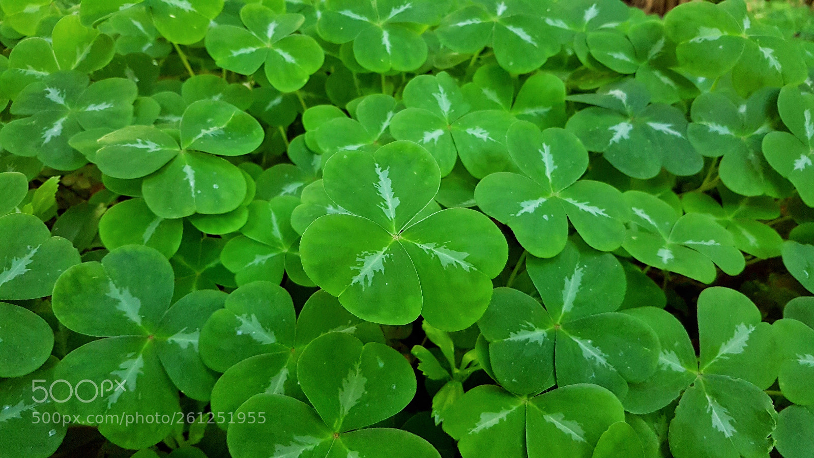 Samsung Galaxy S7 Edge sample photo. A bit of irish photography