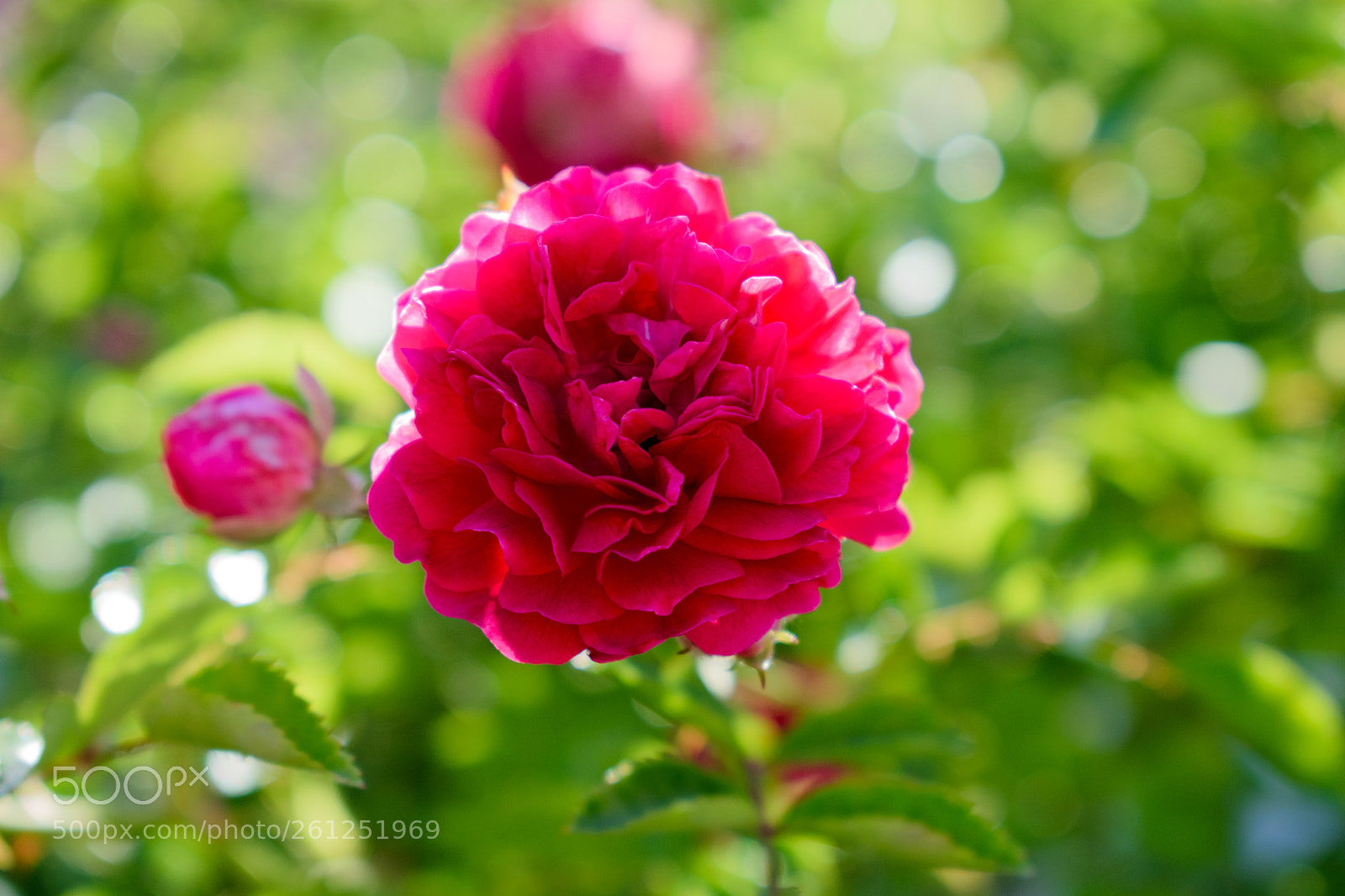 Nikon D5300 sample photo. Rose photography
