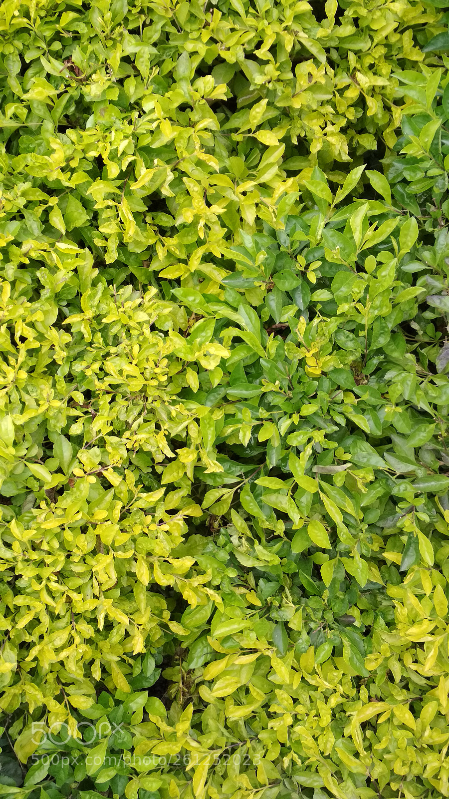 Xiaomi Redmi 4X sample photo. Untitled photography