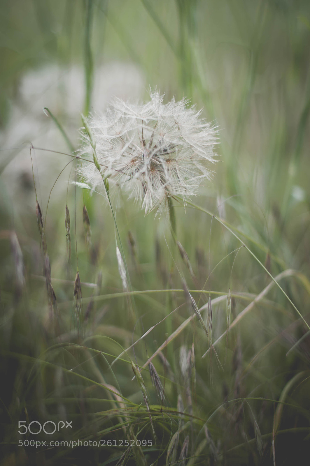 Nikon D90 sample photo. Dandelion photography