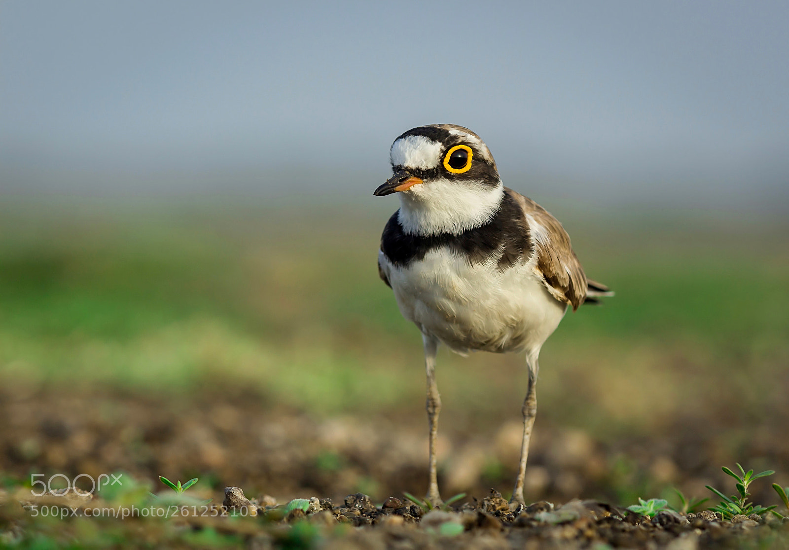 Canon EOS 1200D (EOS Rebel T5 / EOS Kiss X70 / EOS Hi) sample photo. Little ring plover photography