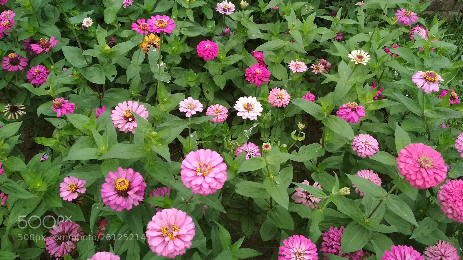 Xiaomi Redmi 4X sample photo. Untitled photography
