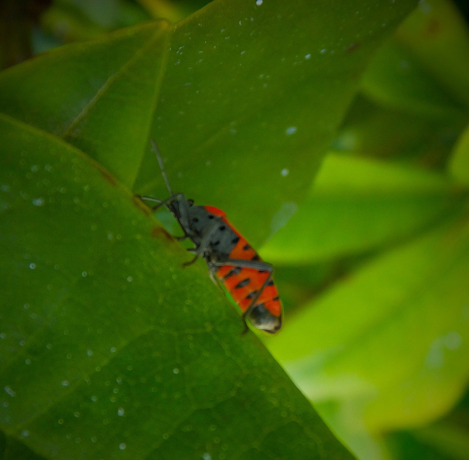 Fujifilm FinePix F900EXR sample photo. Ladybug..... photography