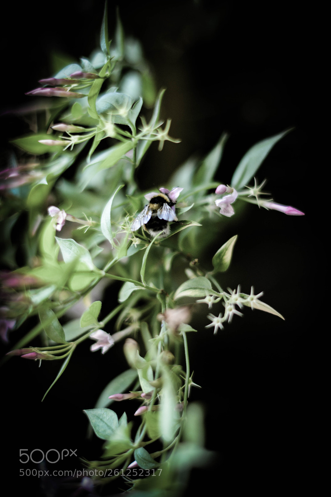 Nikon D7100 sample photo. Melita kyle bee photography