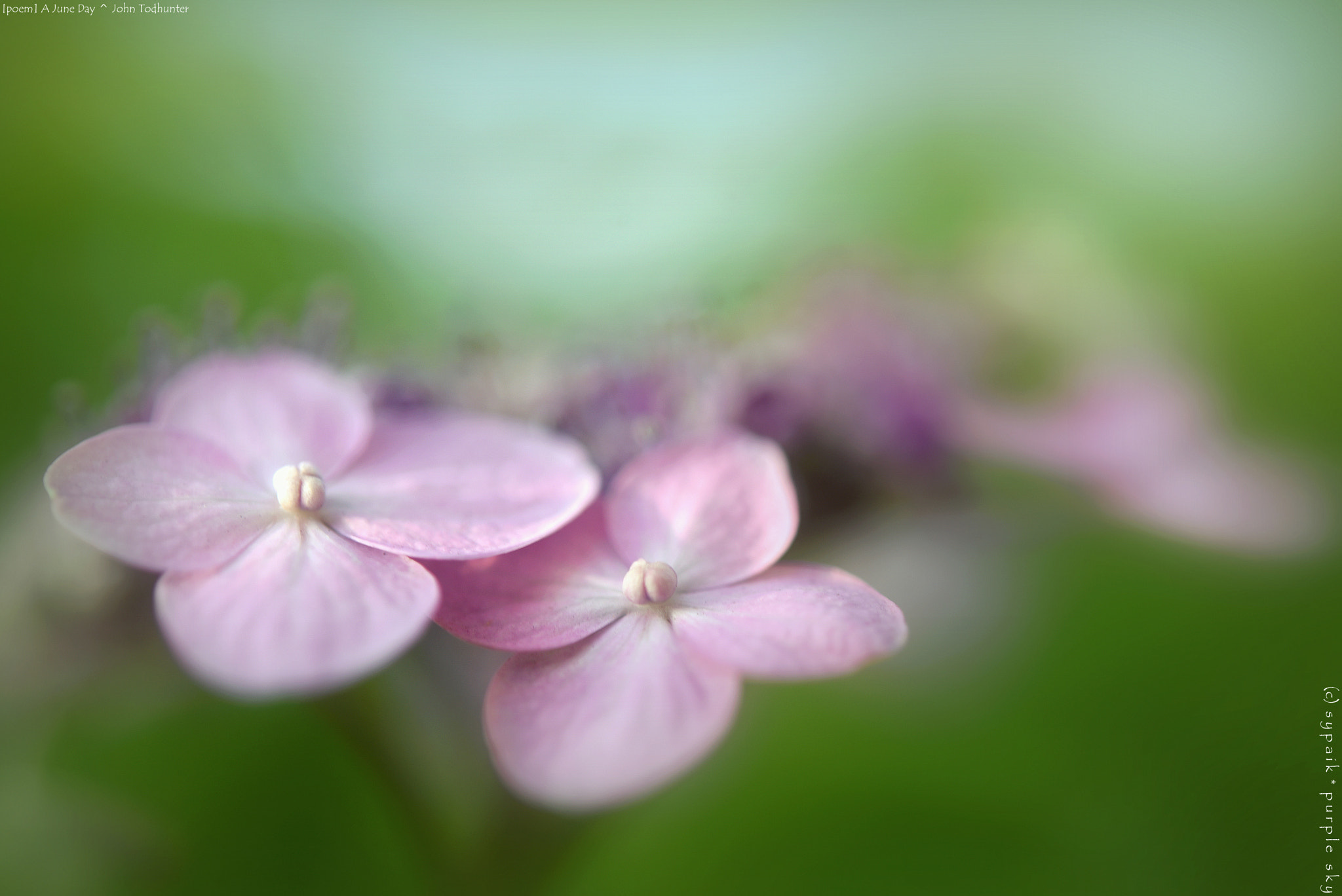 Nikon D750 + Nikon AF-S Micro-Nikkor 60mm F2.8G ED sample photo. A june day ** photography