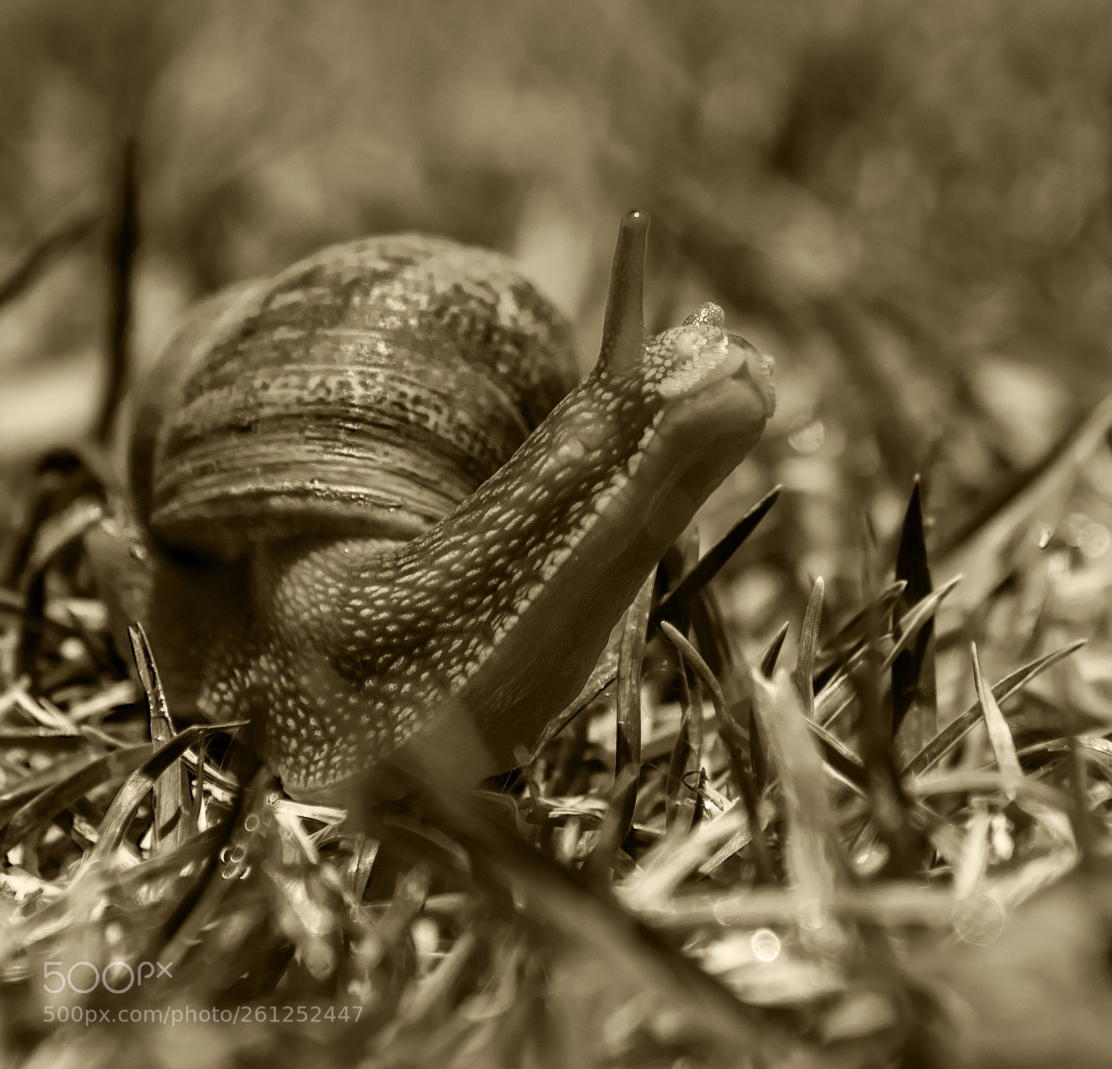 Nikon D810 sample photo. Escargot photography