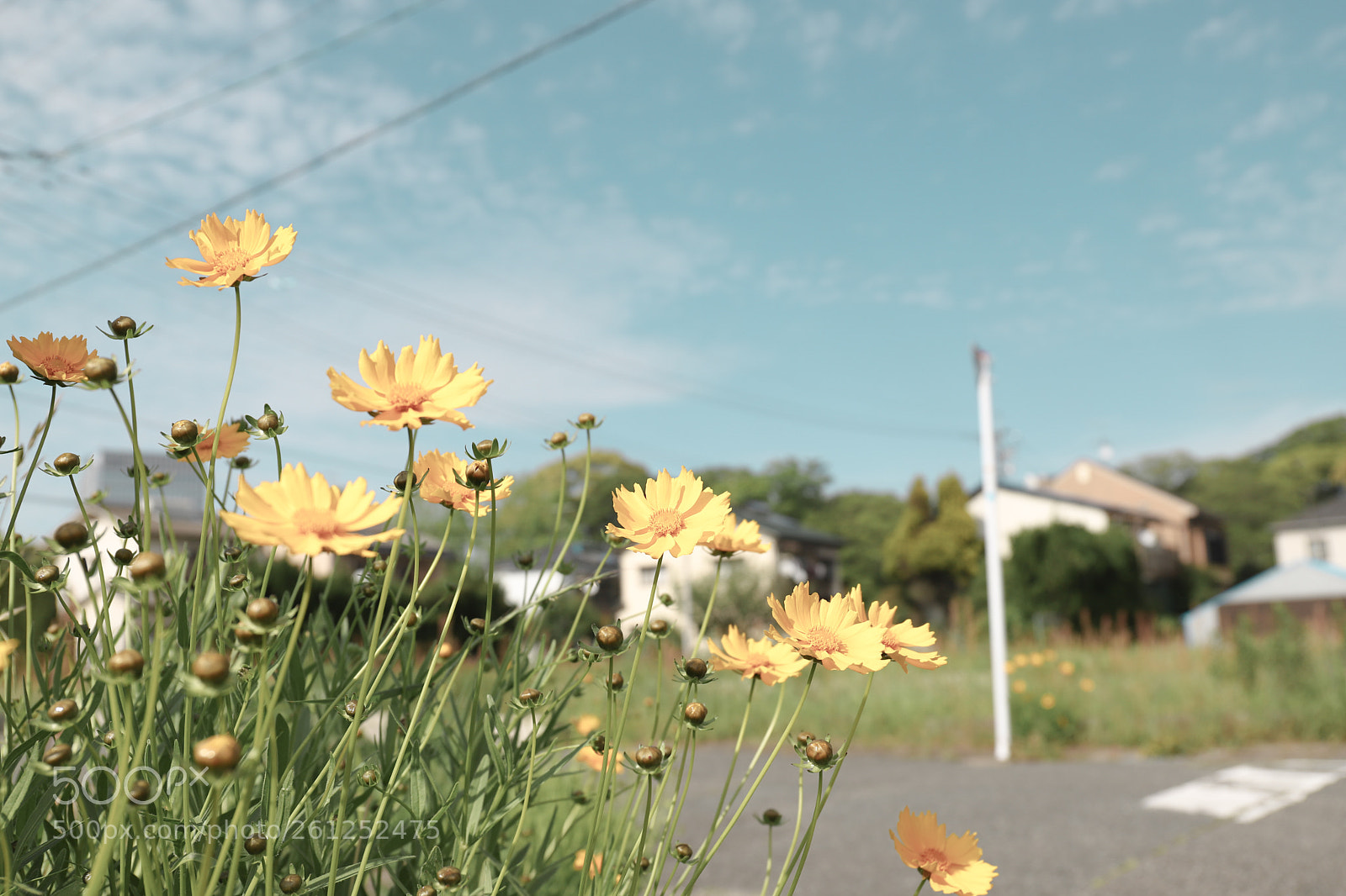 Canon EOS 6D Mark II sample photo. Cosmos photography
