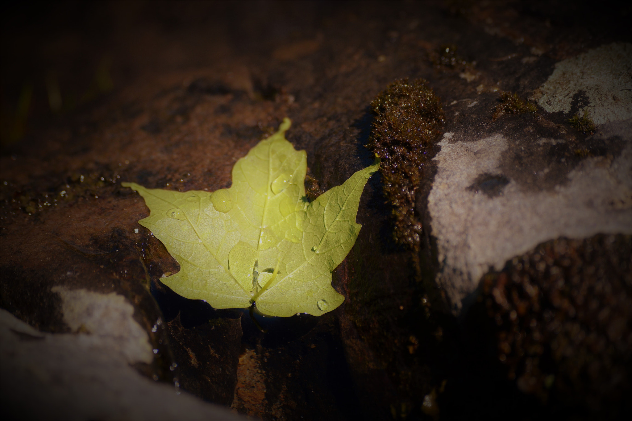 Nikon D3100 sample photo. () photography