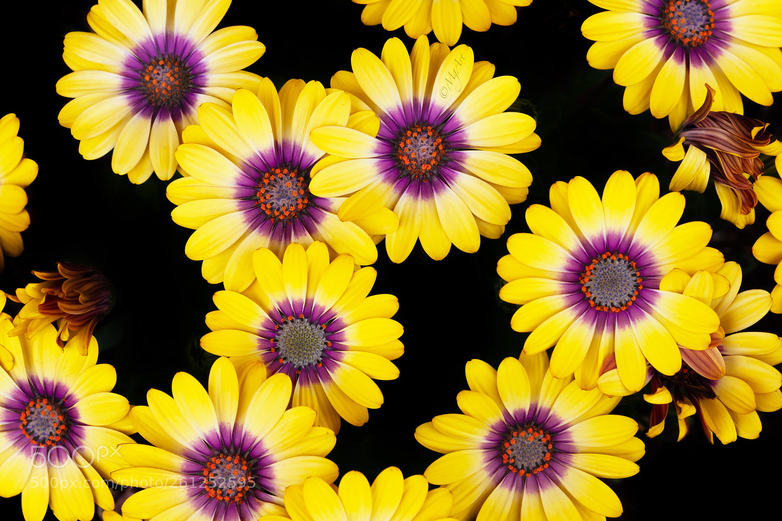 Nikon D300 sample photo. Background of yellow flowers photography