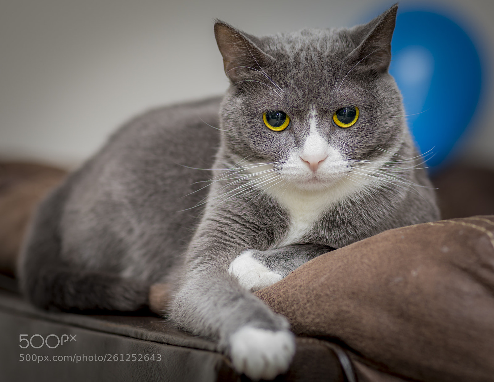 Canon EOS 5D Mark IV sample photo. My beautiful bonita...! photography