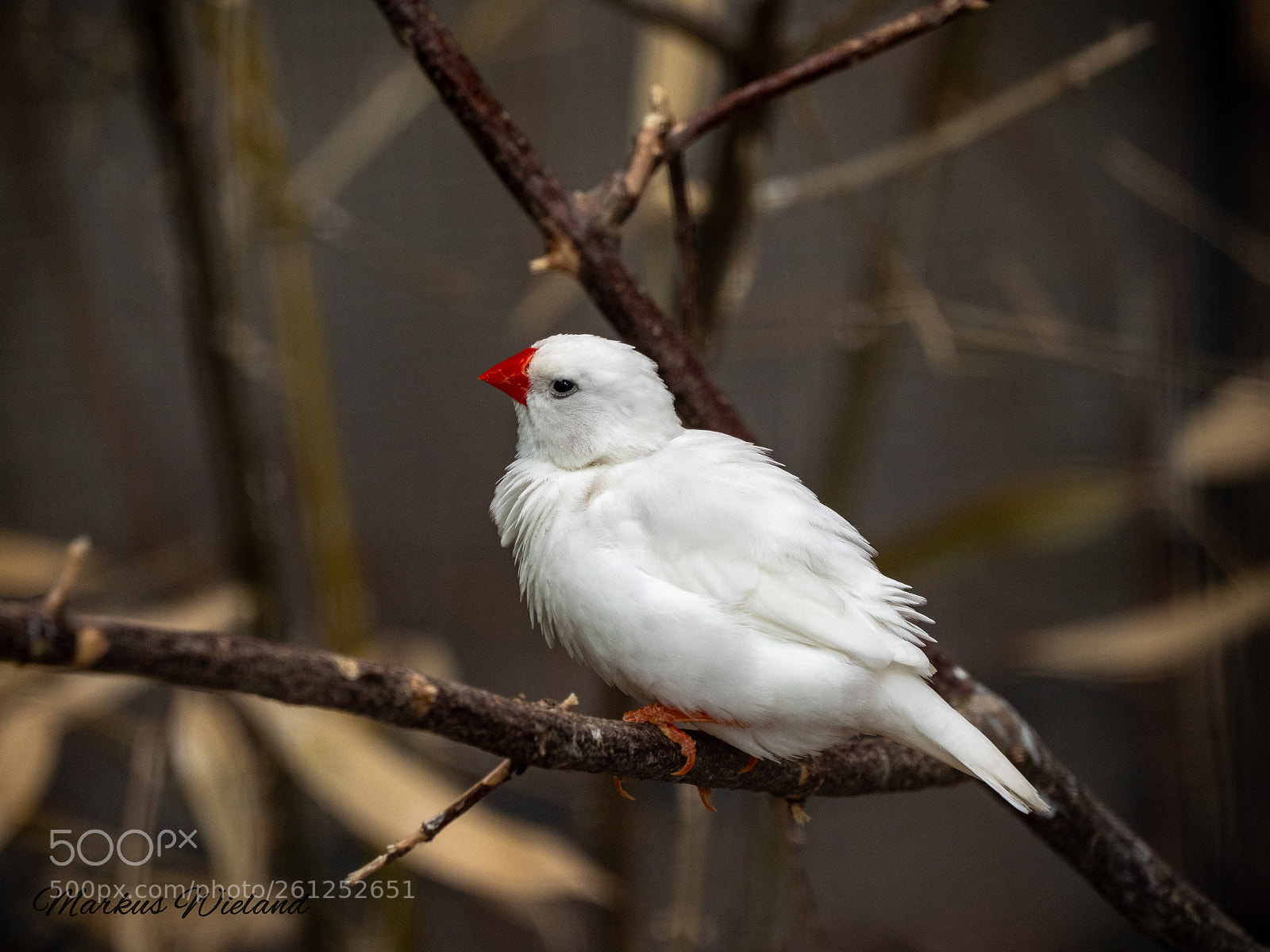 Panasonic Lumix DC-G9 sample photo. White bird photography