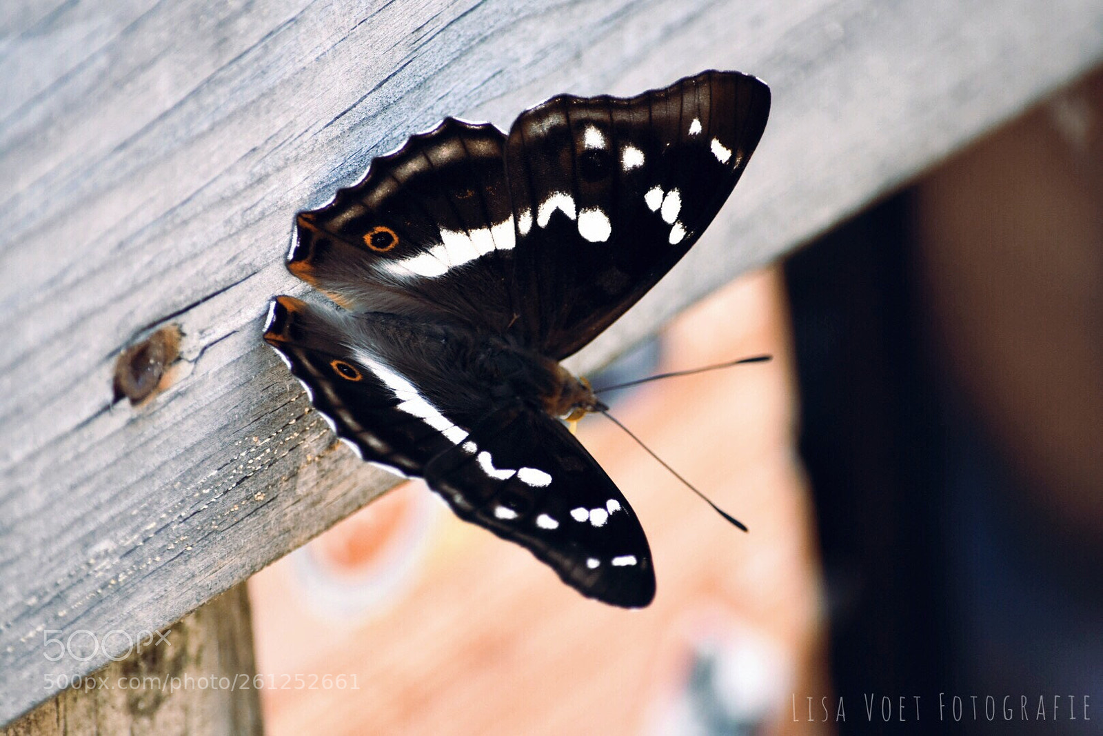 Nikon D7200 sample photo. Untitled photography