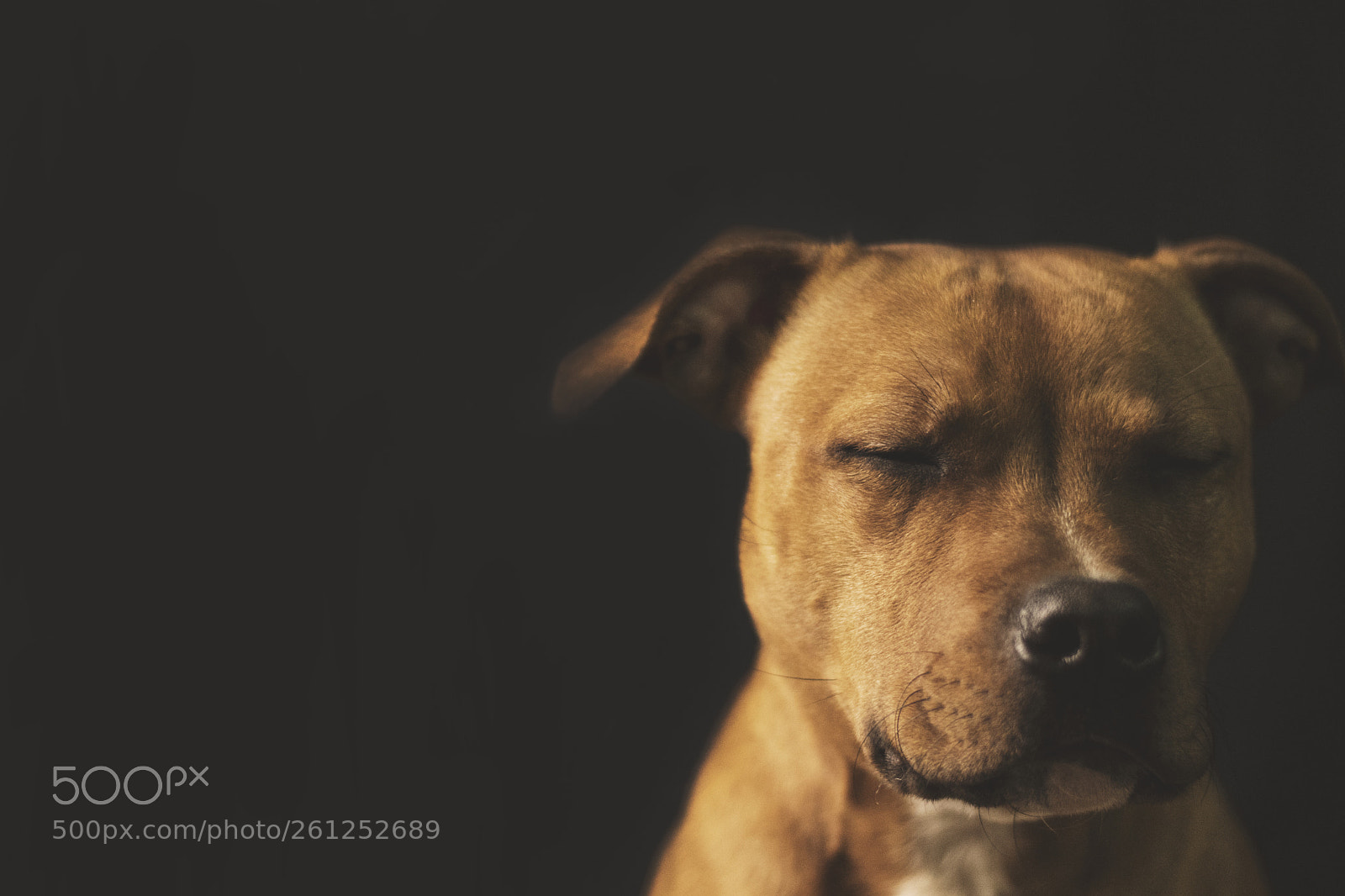 Nikon D500 sample photo. Chilli _ the thinker photography
