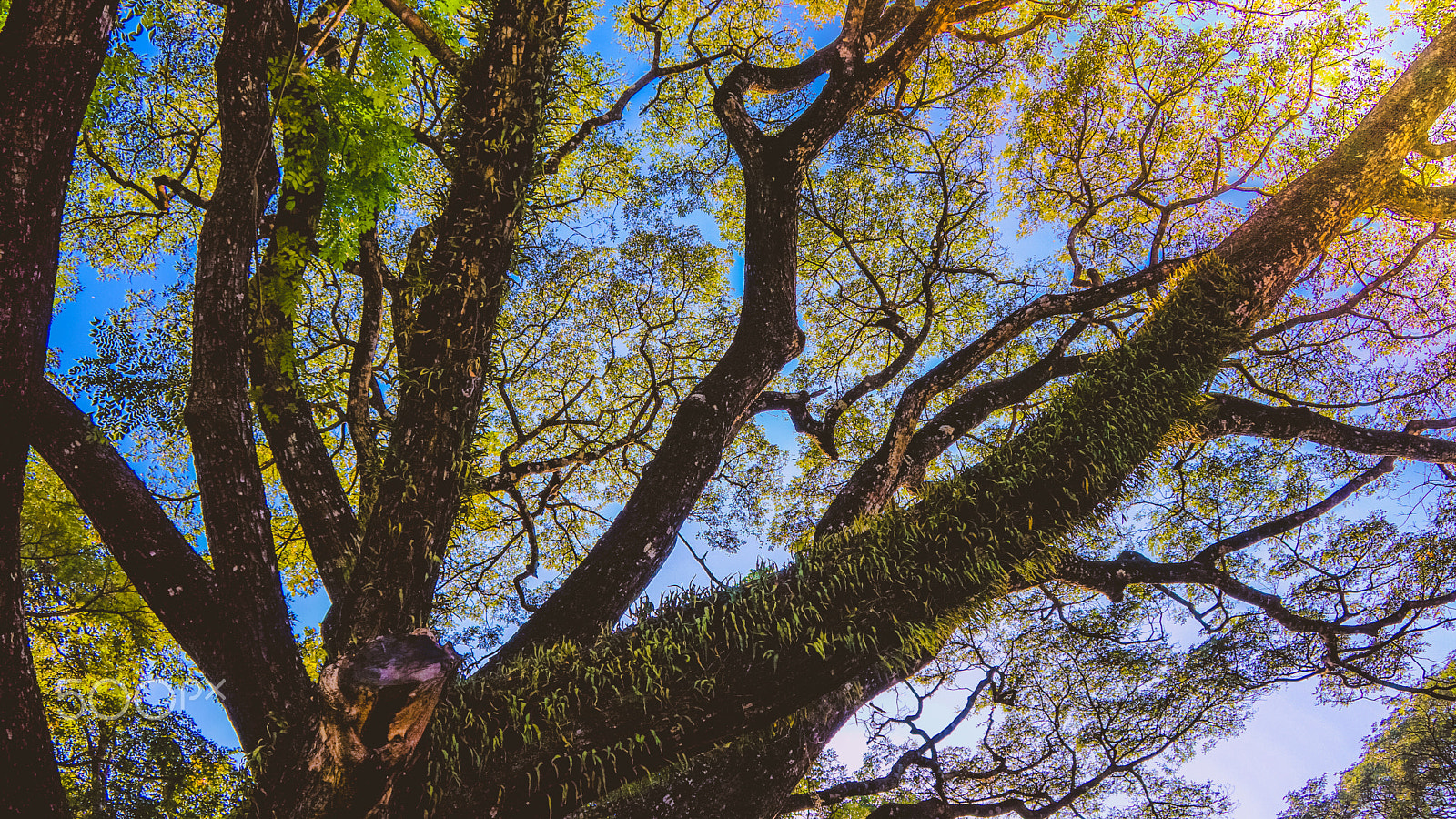 Sony Alpha NEX-7 sample photo. Natural tree 1 photography
