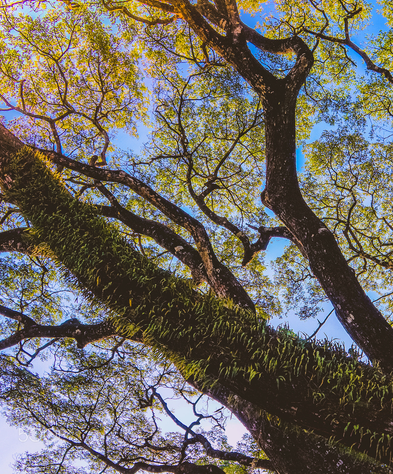 Sony Alpha NEX-7 sample photo. Natural tree photography