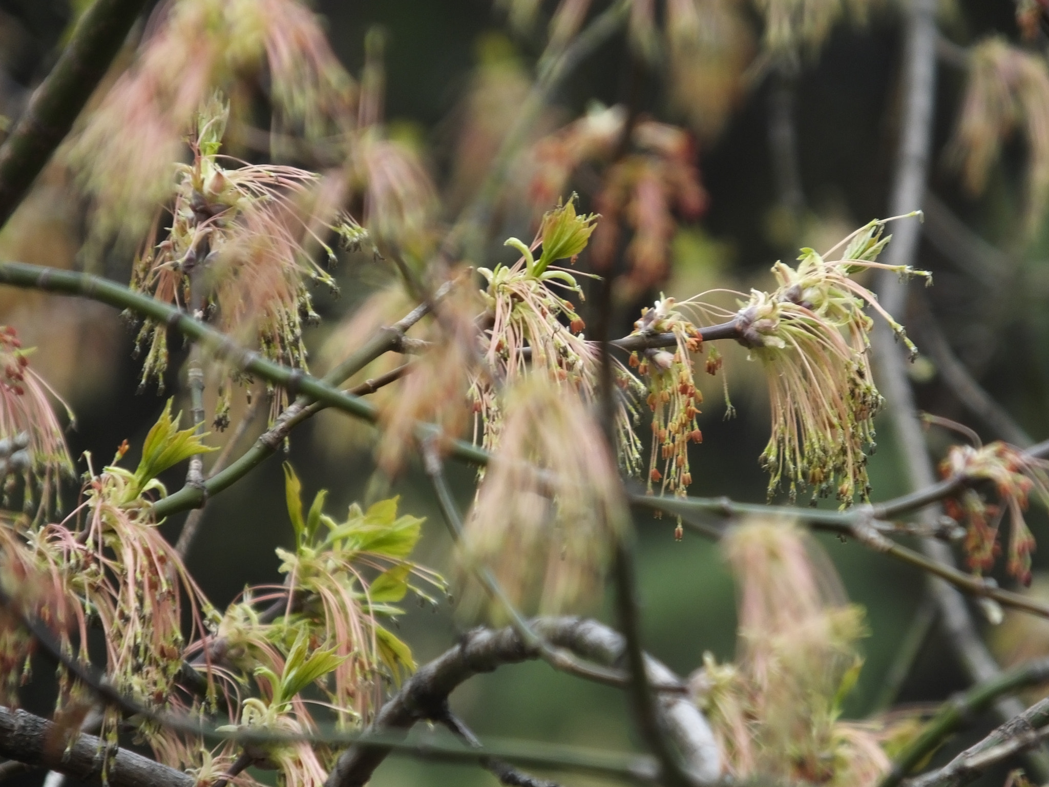 Fujifilm FinePix HS50 EXR sample photo. Maple flowers photography