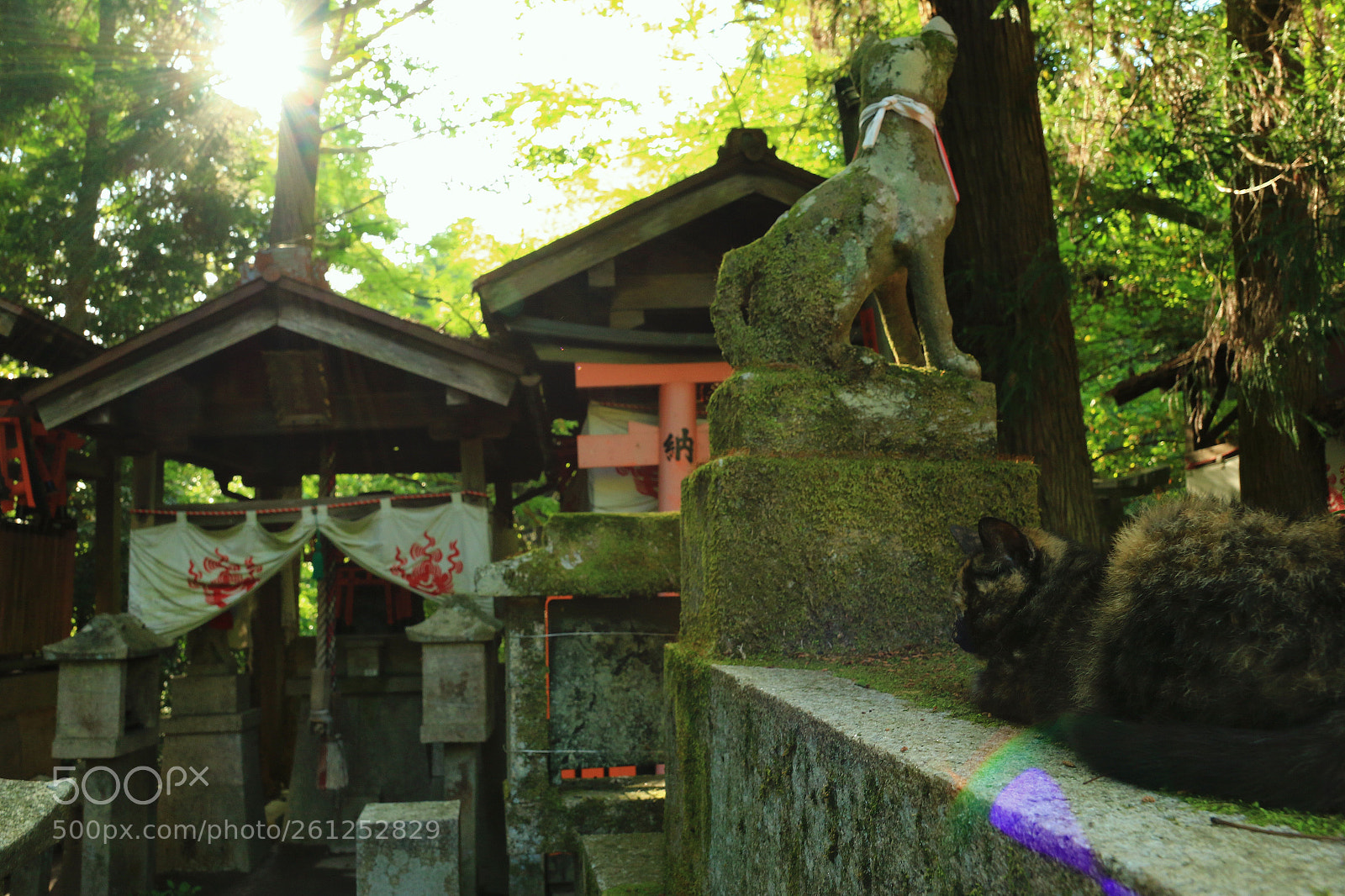 Canon EOS 7D Mark II sample photo. Stray cat of fushimi-inari photography
