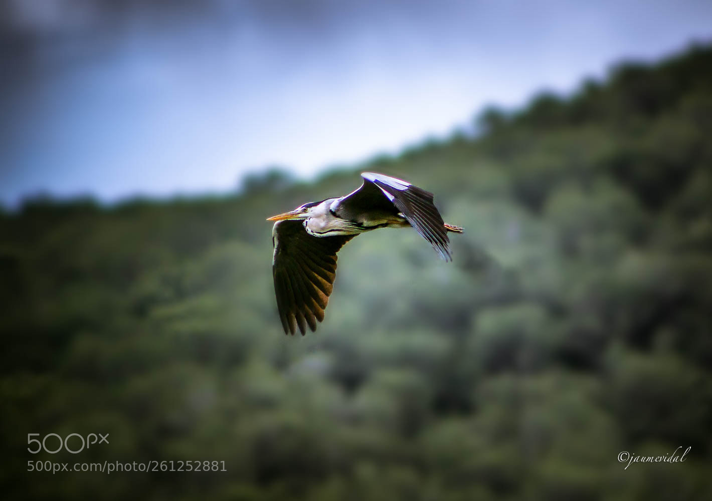 Canon EOS 7D sample photo. Vuelo de garza real photography