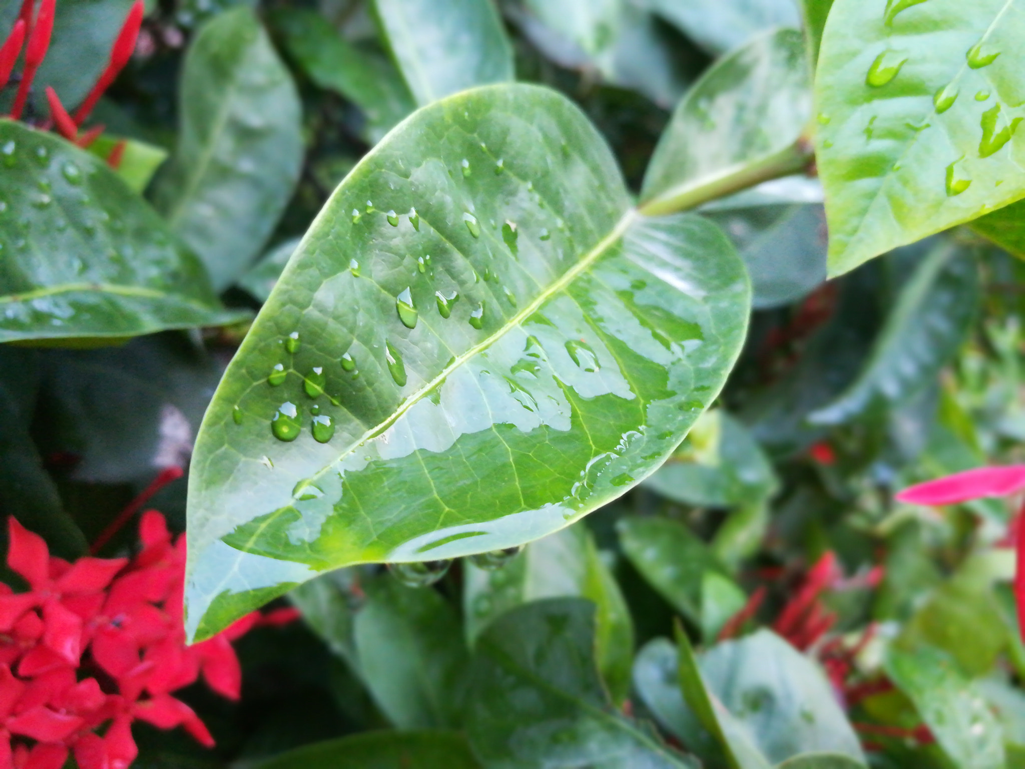 HUAWEI honor 6x sample photo. Edf photography