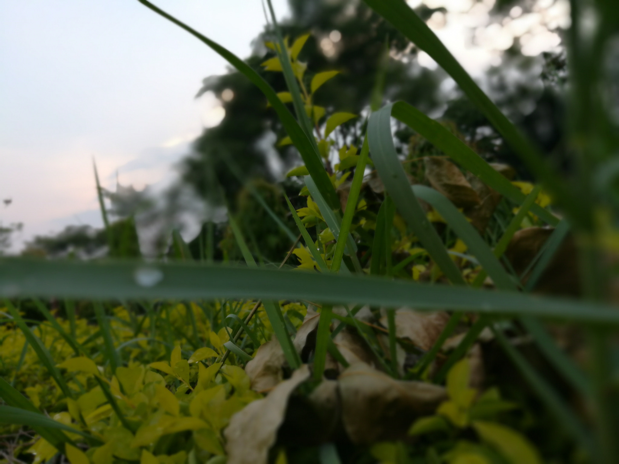 HUAWEI honor 6x sample photo. Edf photography