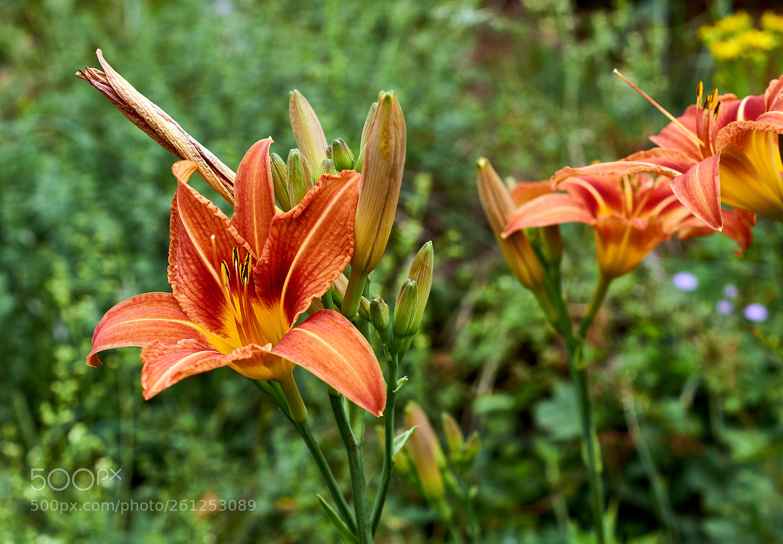 Sony SLT-A58 sample photo. Fire lily lilium bulbiferum photography