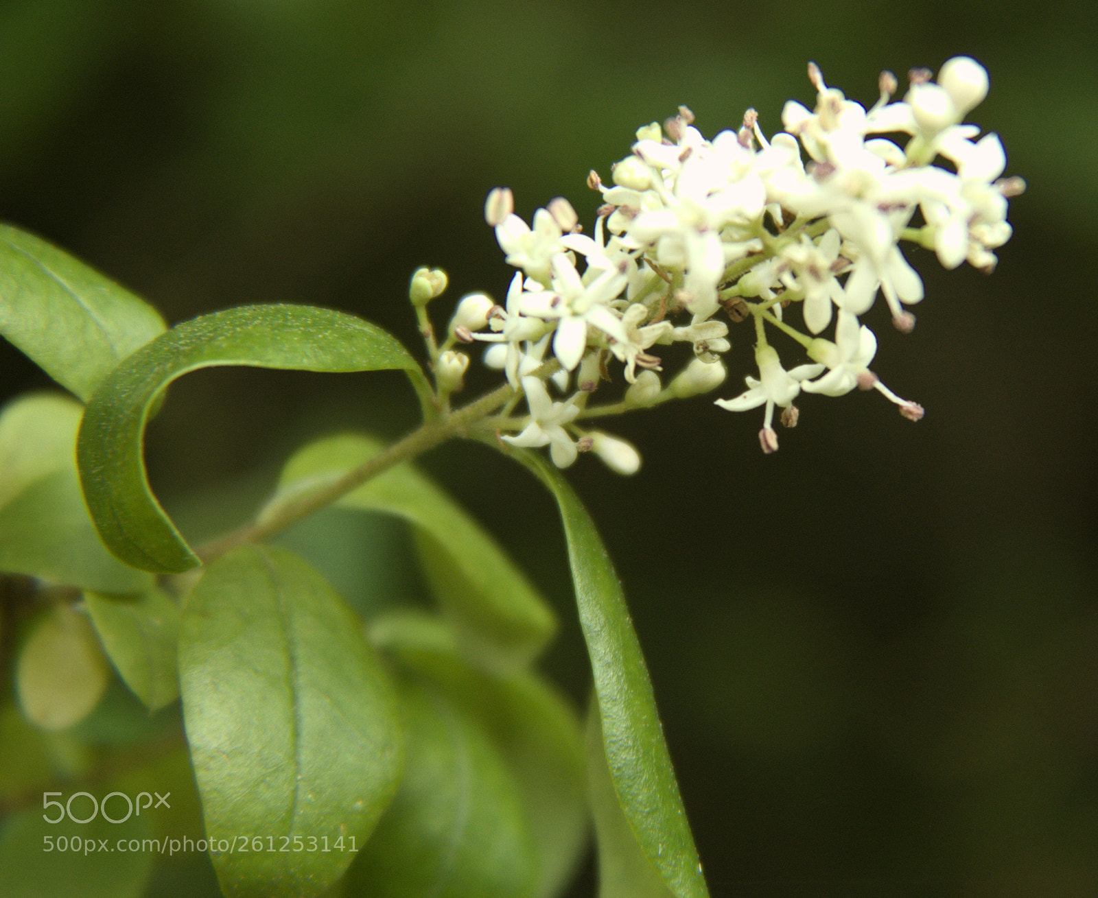 Canon EOS 1300D (EOS Rebel T6 / EOS Kiss X80) sample photo. Teeny flowers photography