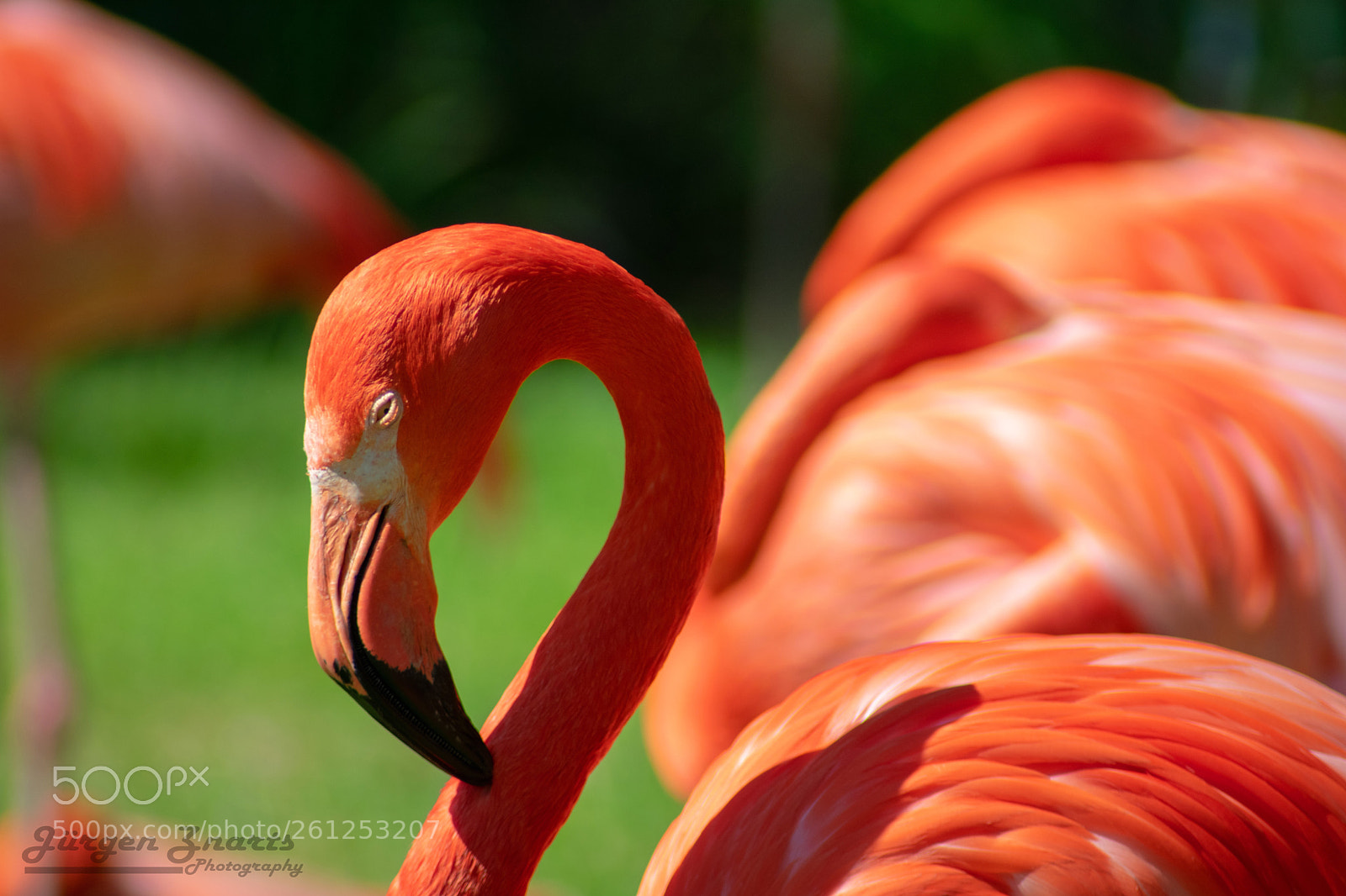 Nikon D3400 sample photo. Kölner zoo photography