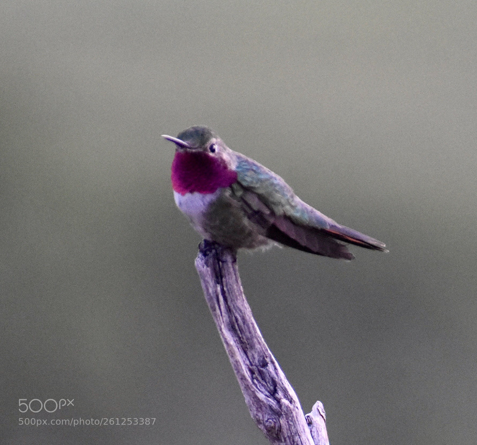 Nikon D3400 sample photo. Colorful
broad-tail hummingbird  photography