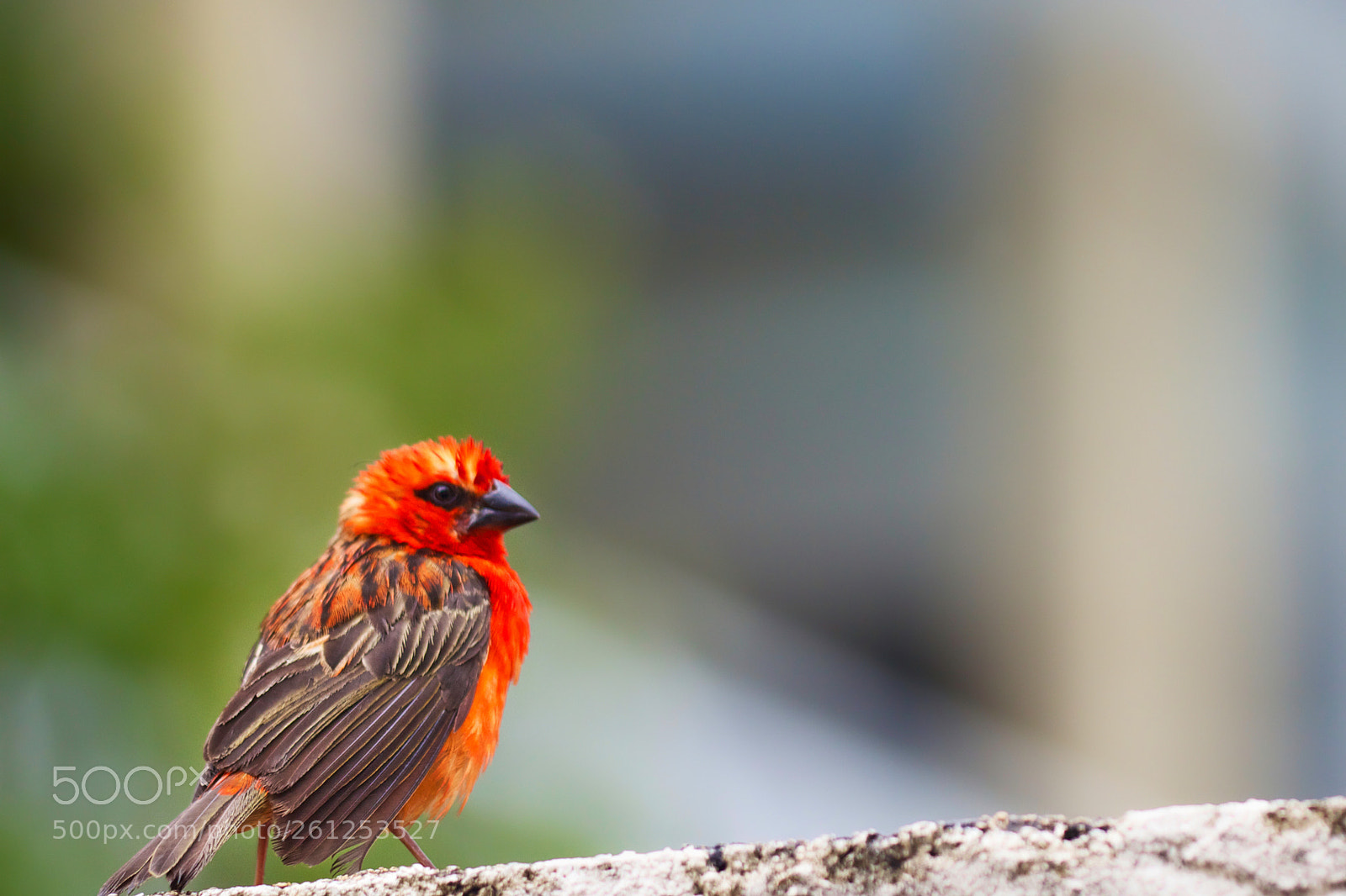 Canon EOS 600D (Rebel EOS T3i / EOS Kiss X5) sample photo. Cardinal photography