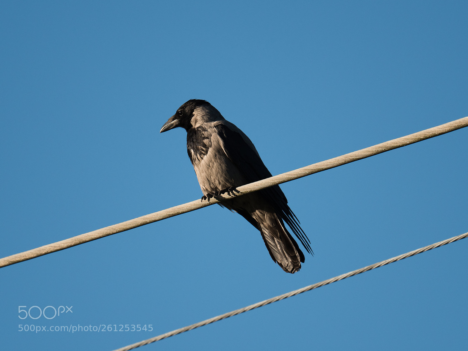 Panasonic Lumix DC-G9 sample photo. Crow thoughts photography