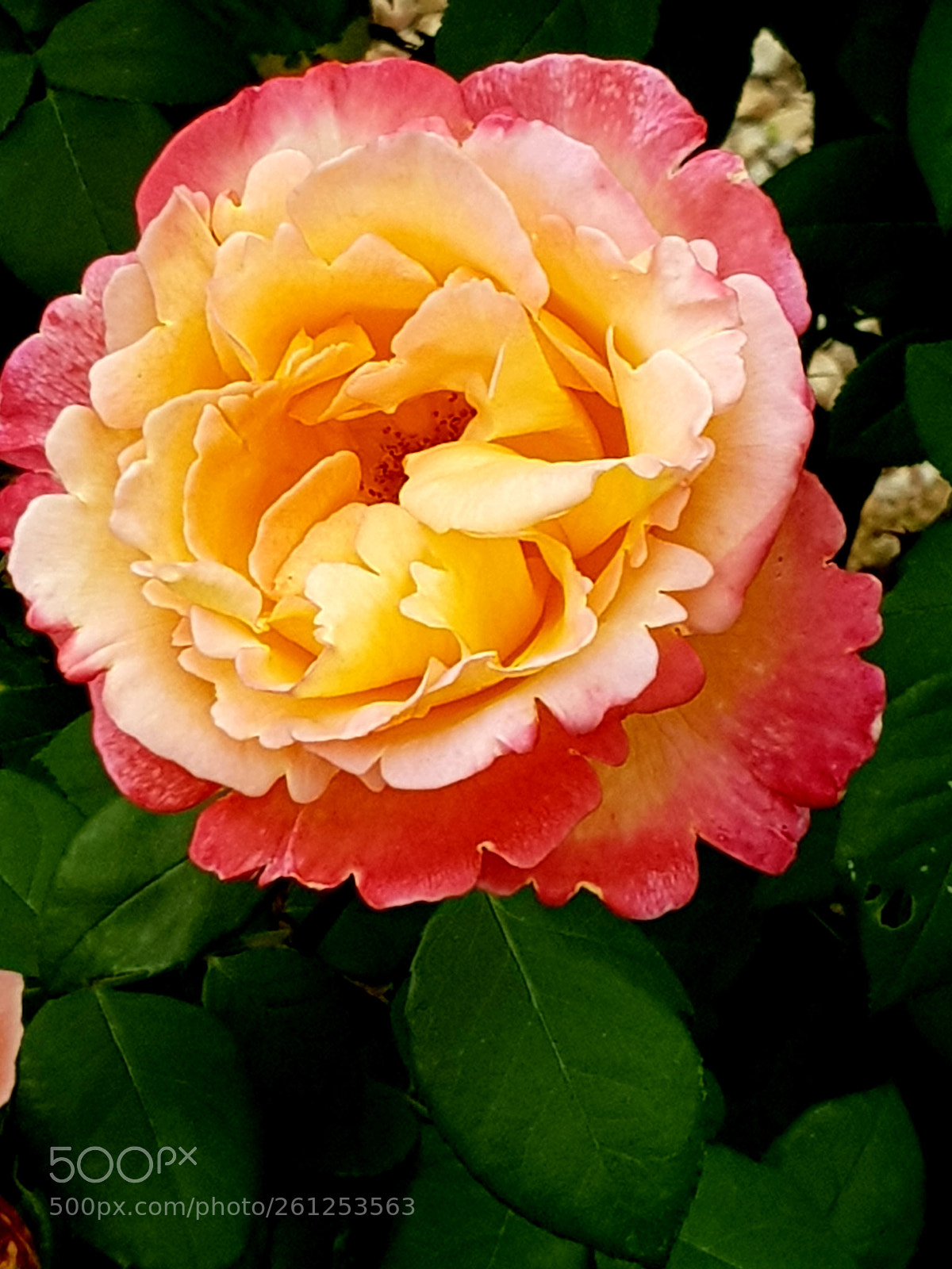 Samsung Galaxy S8 sample photo. Untitled photography