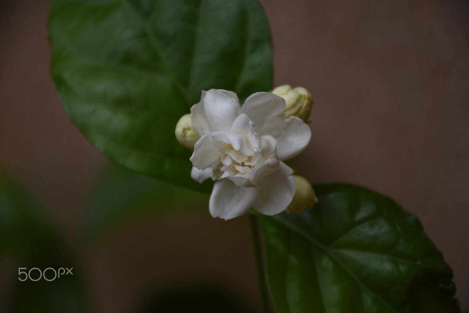 Nikon D5500 sample photo. Dsc photography