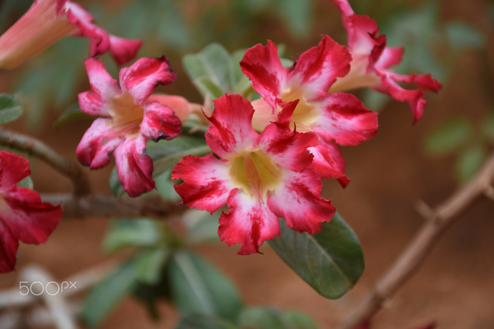 Nikon D5500 sample photo. Dsc photography