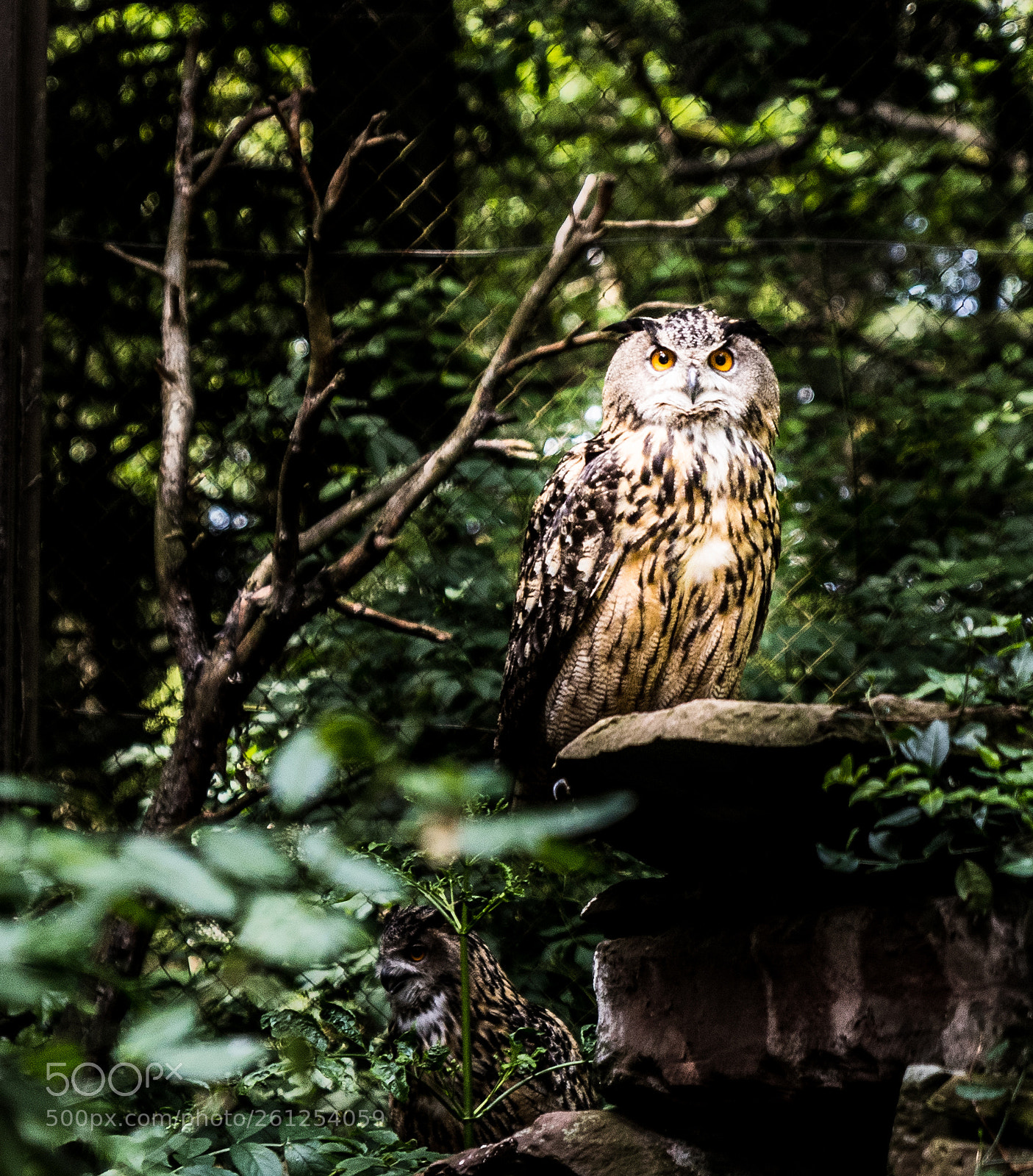 Canon EOS 6D Mark II sample photo. Pforzheim - owl photography