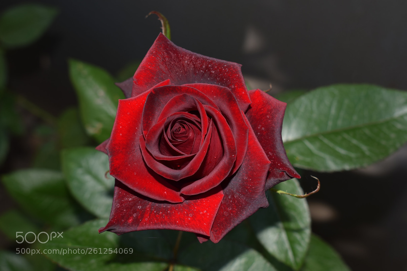 Nikon D5300 sample photo. () photography