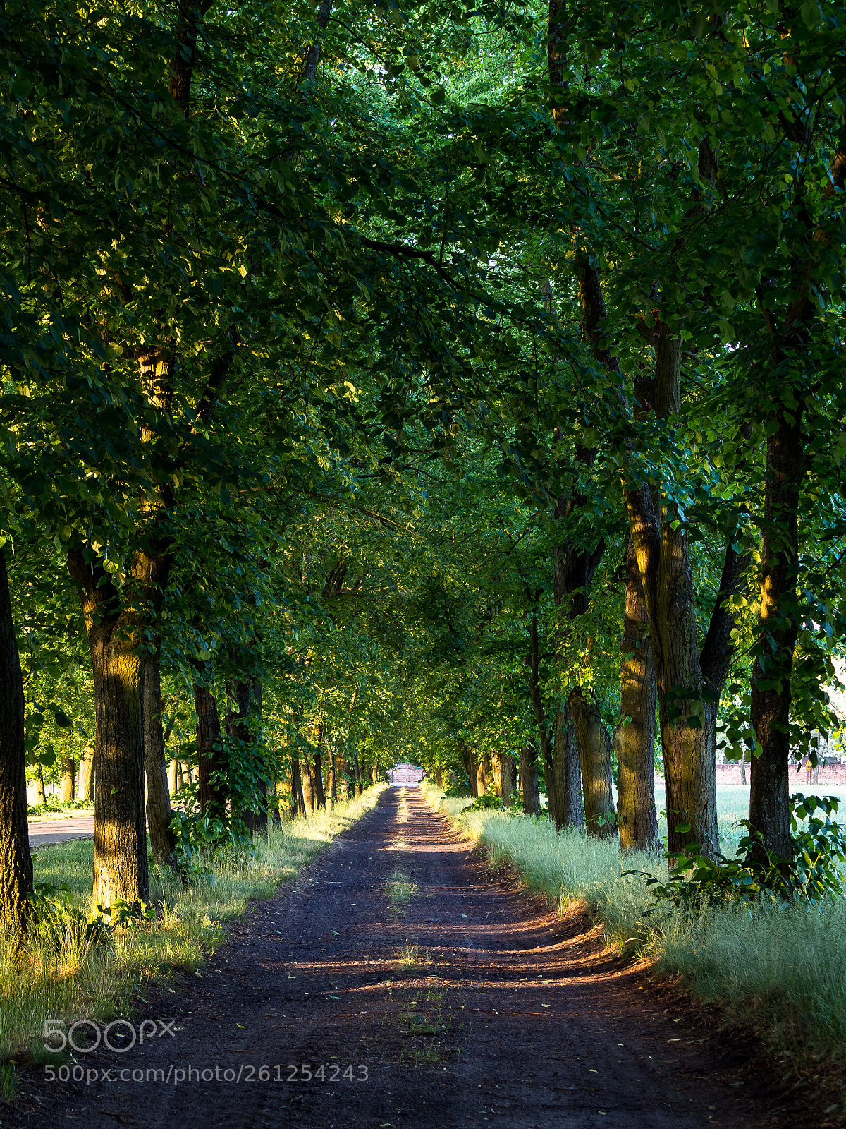 Olympus OM-D E-M10 II sample photo. Avenue of trees photography