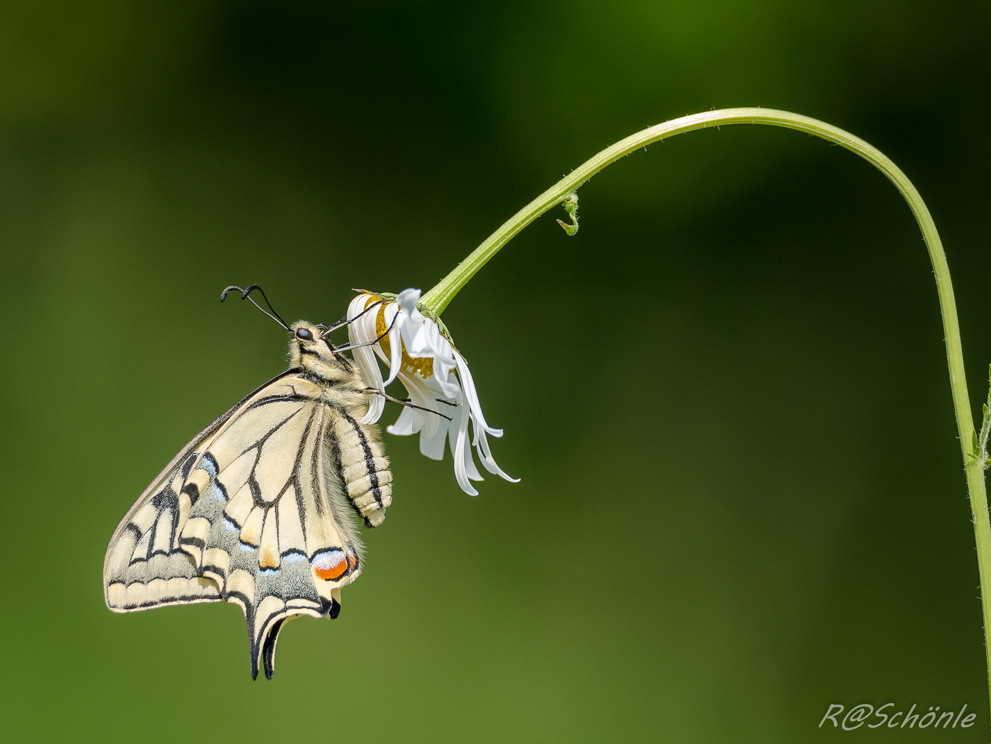 Panasonic DMC-G81 sample photo. Schwalbenschwanz (papilio machaon) photography