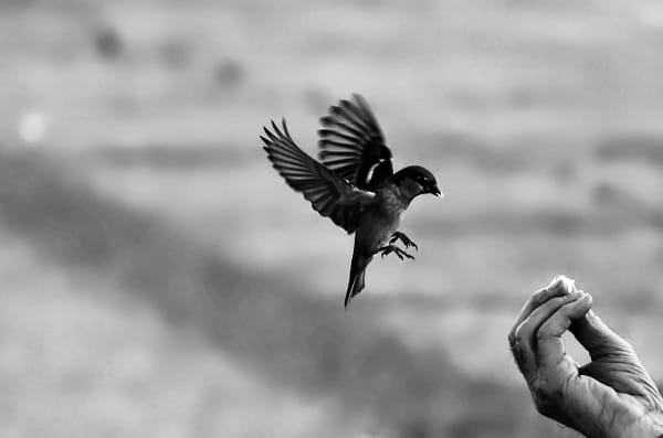 Sigma 70-300mm photos — 1