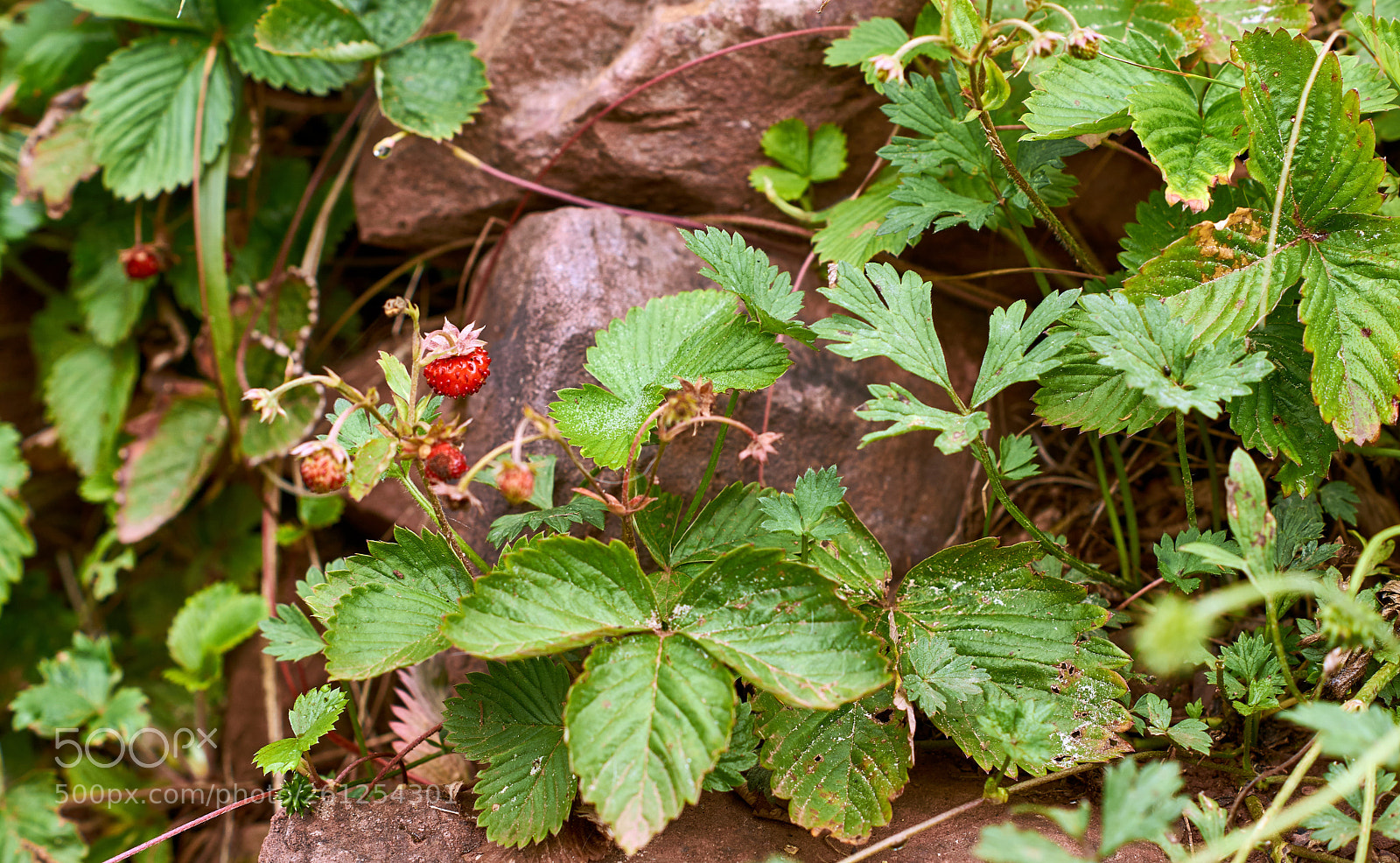 Sony SLT-A58 sample photo. Remontant strawberry in the photography