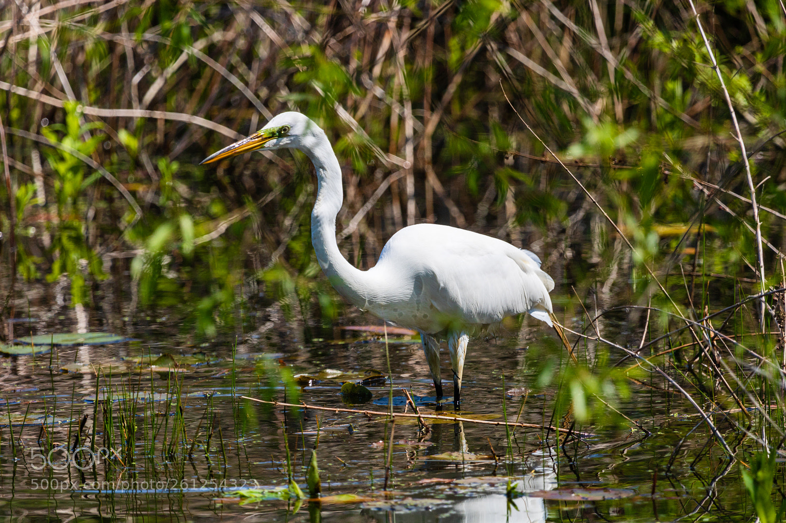 Canon EOS 750D (EOS Rebel T6i / EOS Kiss X8i) sample photo. Wading in the pond photography
